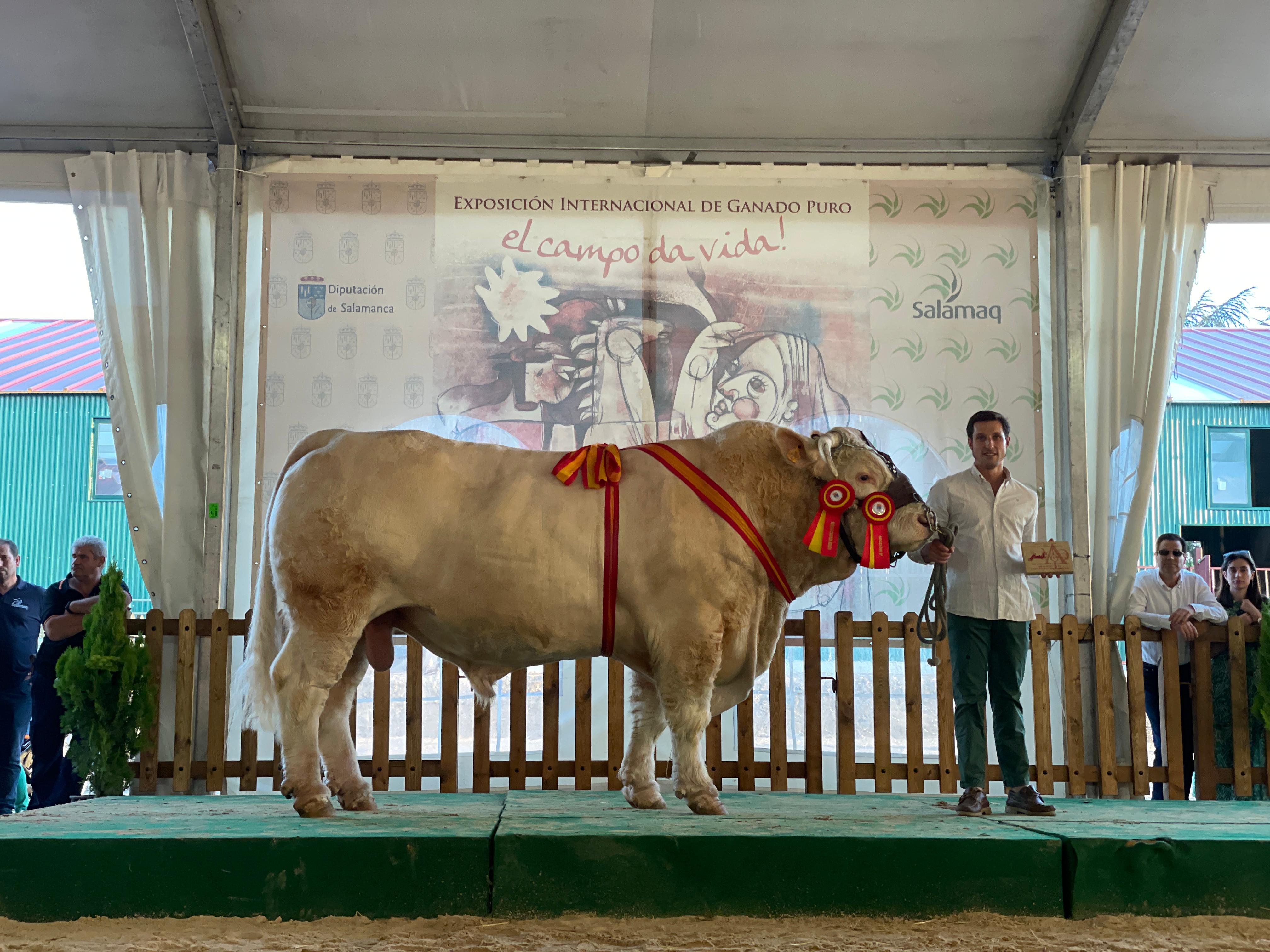 Jura, ganadería de Ángel Bravo, subcampeón de España en Salamaq 2023. Imagen facilitada a SALAMANCA24HORAS por el ganadero Ángel Bravo