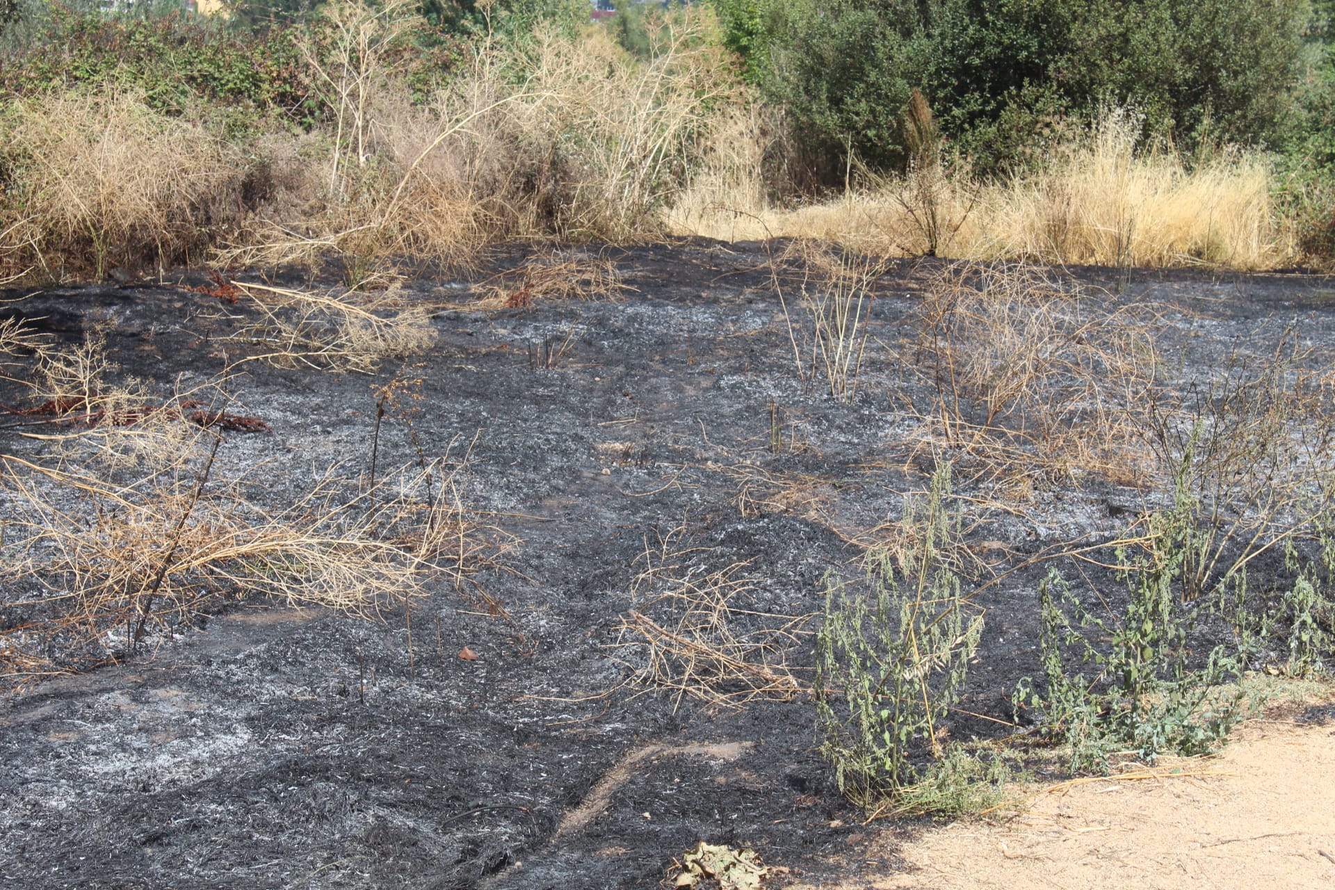 Incendio en la zona de Tejares (3)