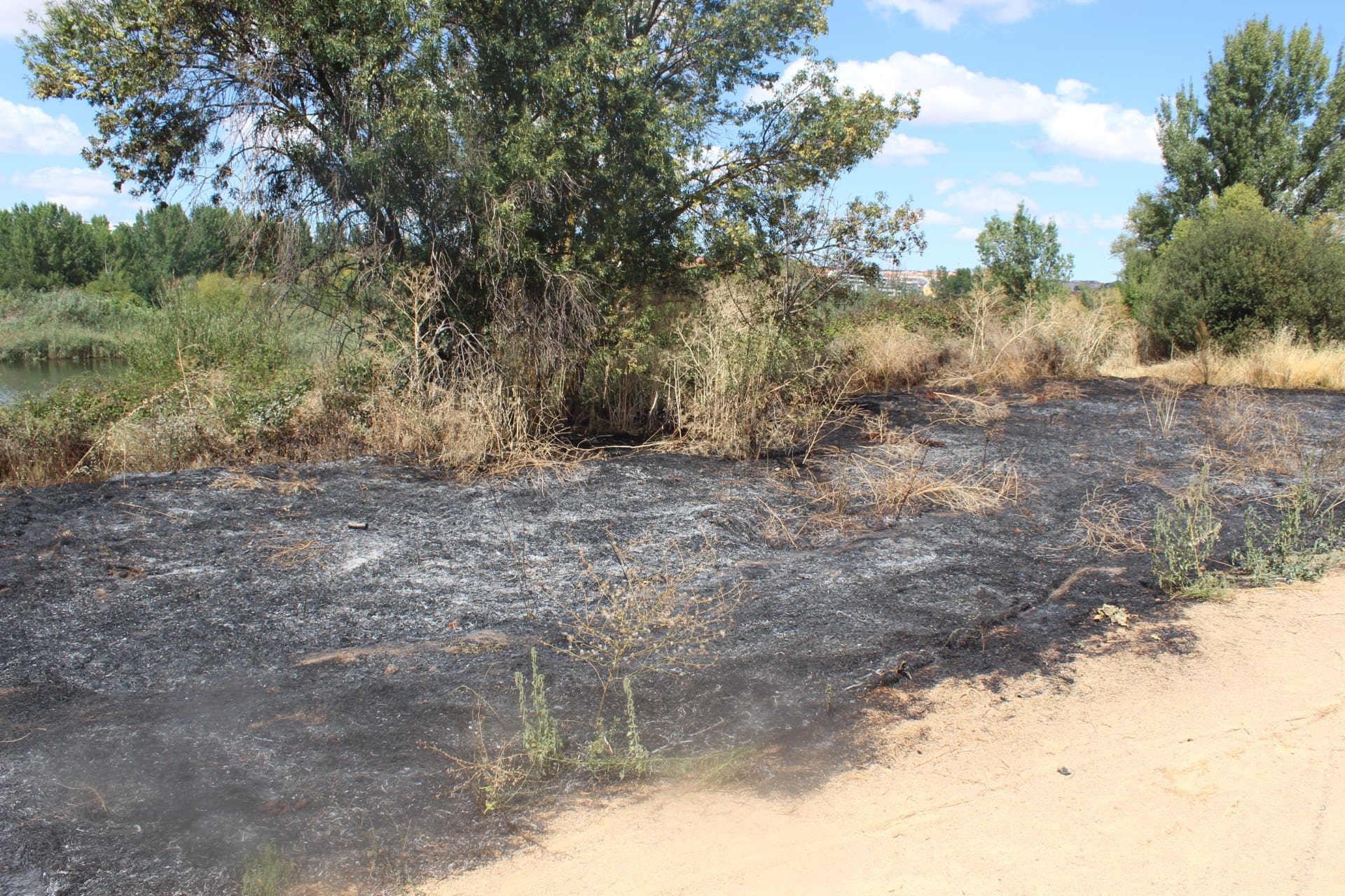 Incendio en la zona de Tejares (6)