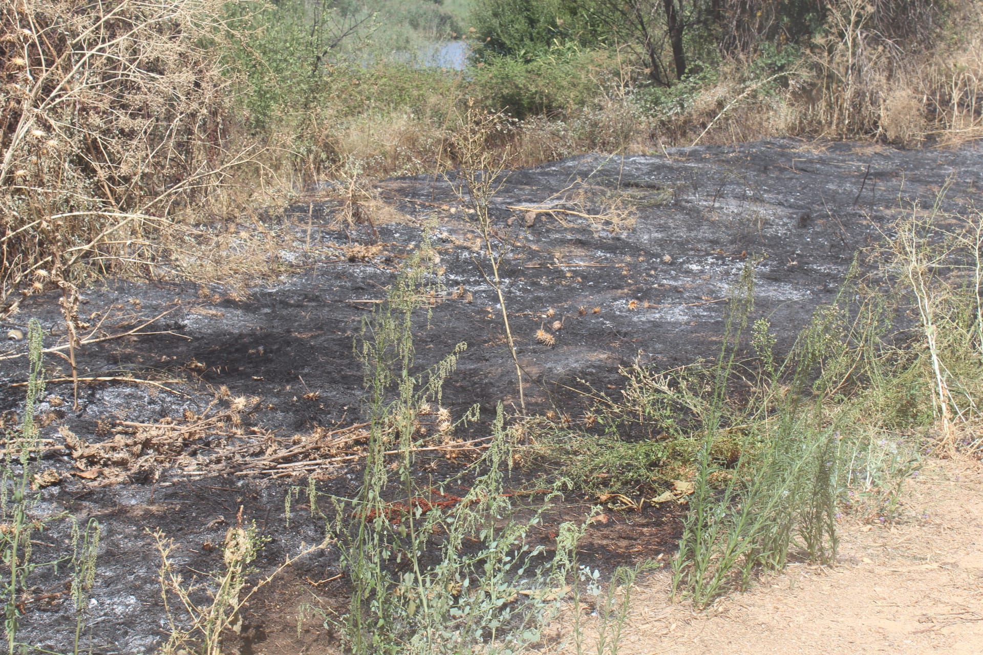 Incendio en la zona de Tejares (8)