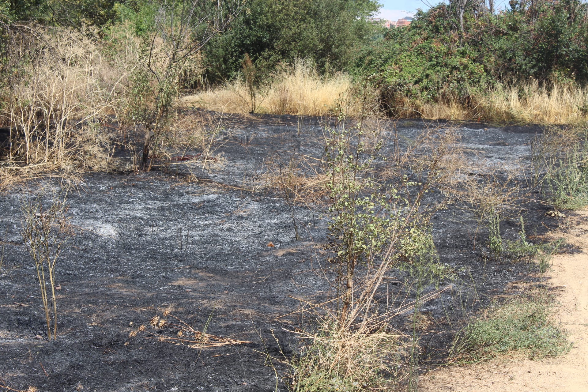 Incendio en la zona de Tejares (10)