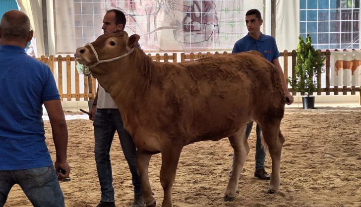 Hembras limusín en el concurso morfológico