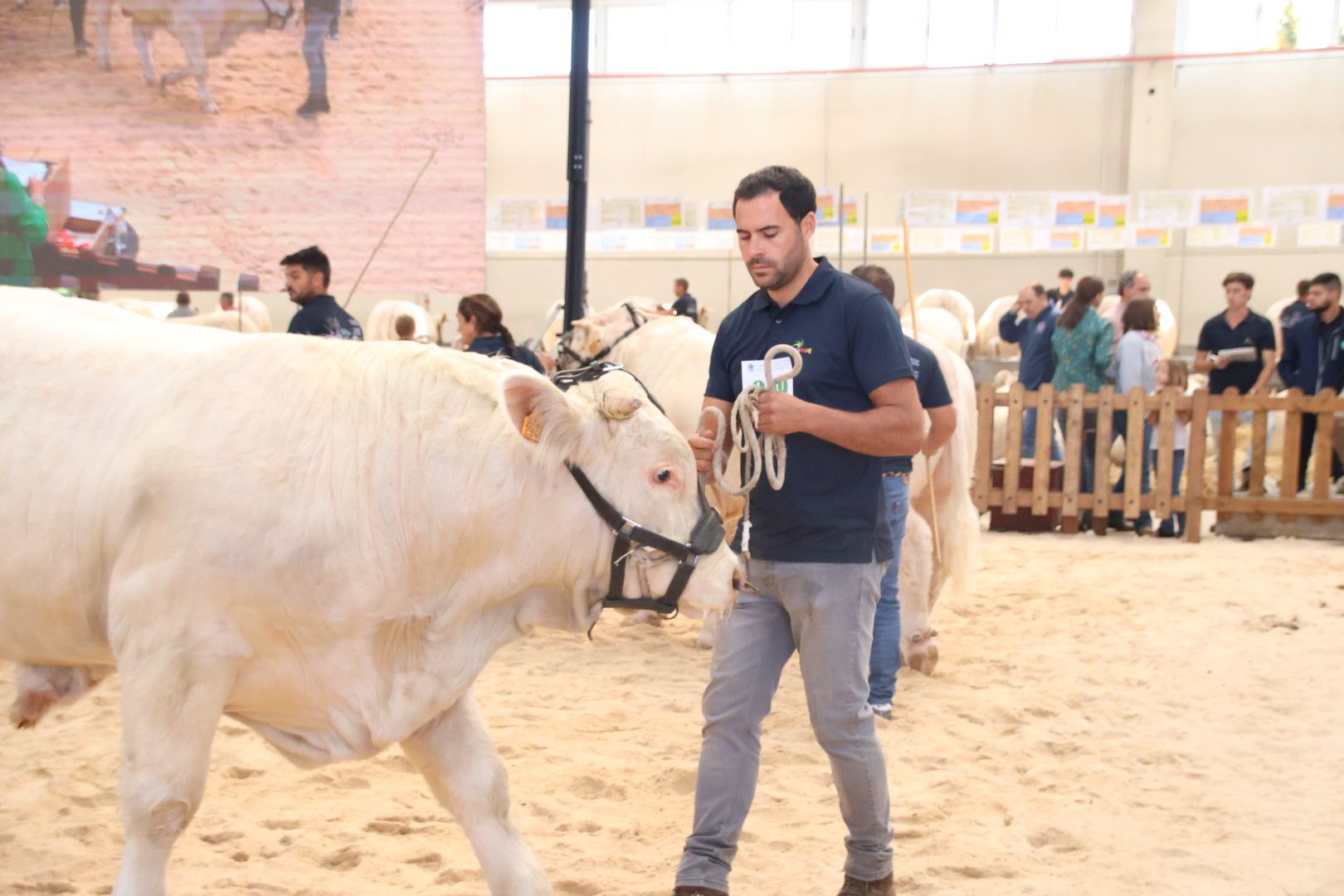 Concurso Charolesas