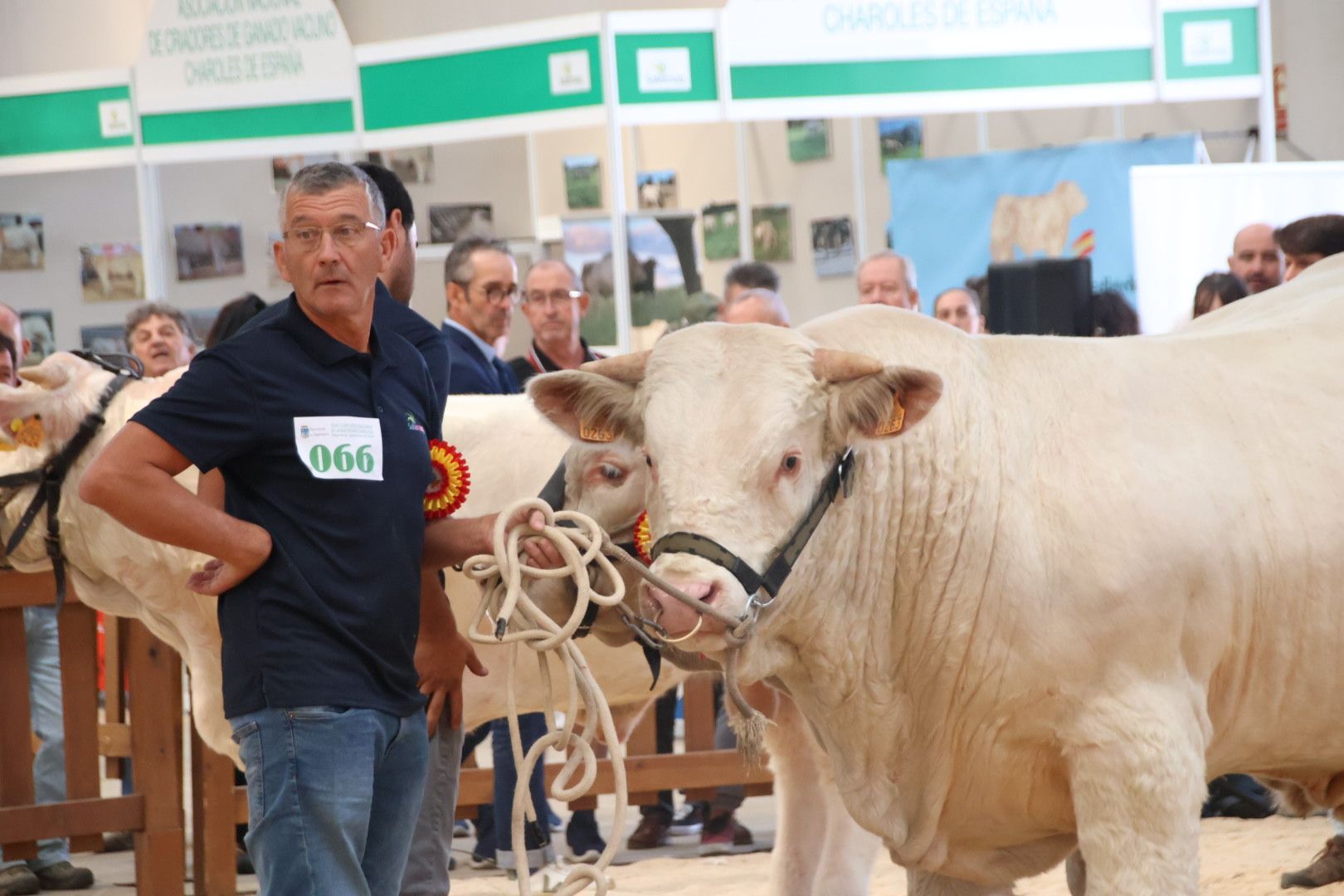 Concurso Charolesas