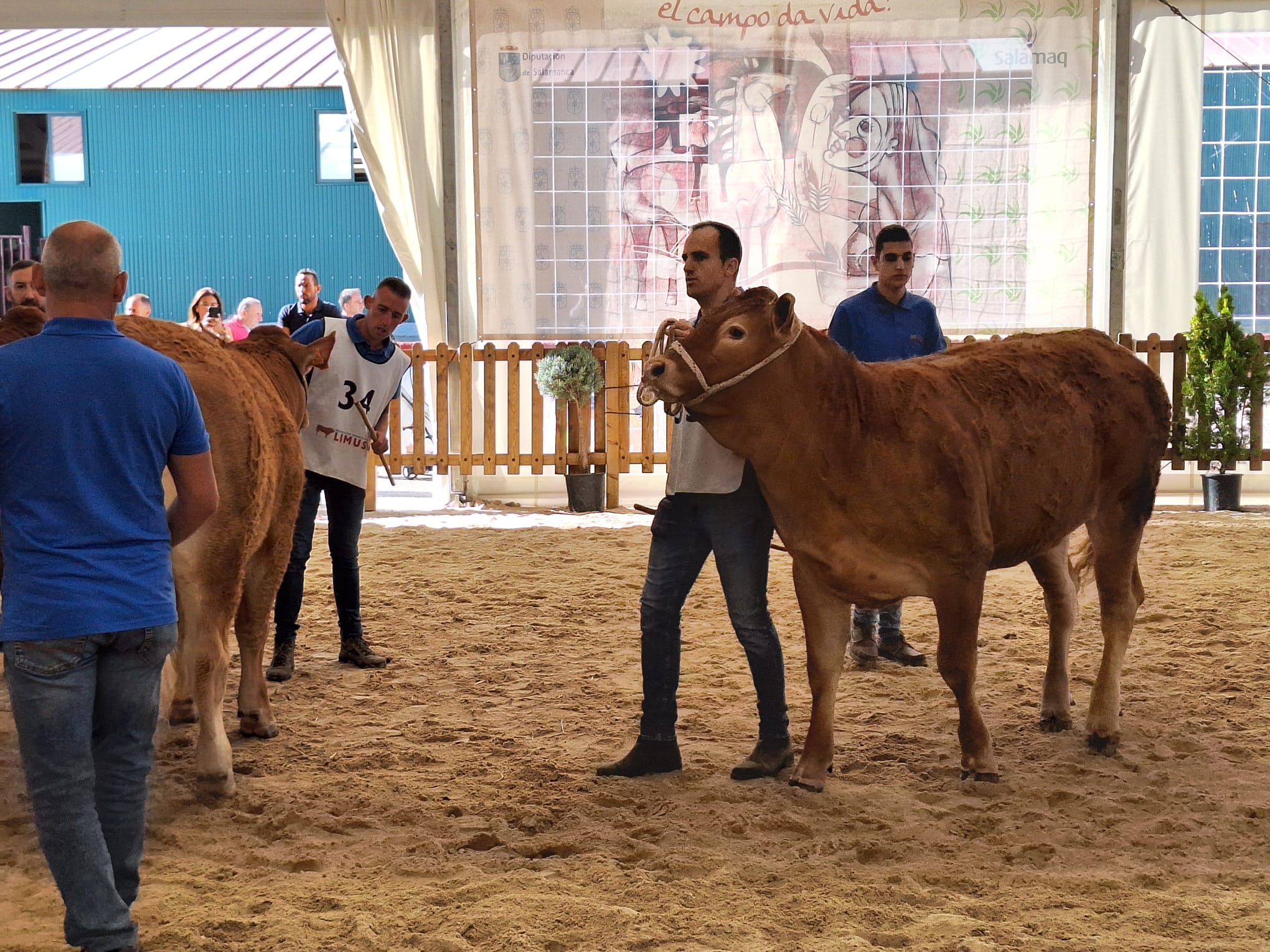  Concursos morfológicos charolés y limusín