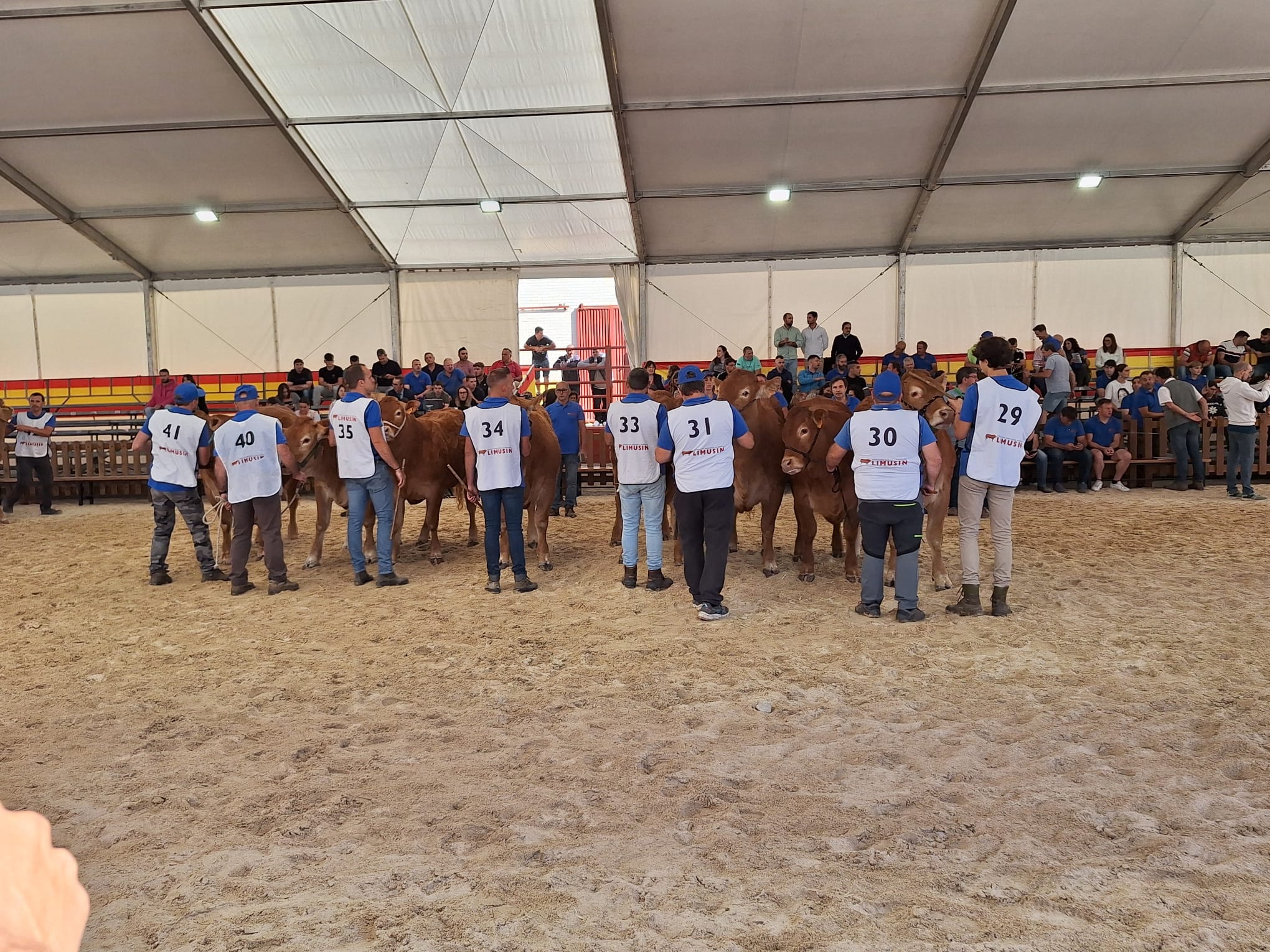  Concursos morfológicos charolés y limusín