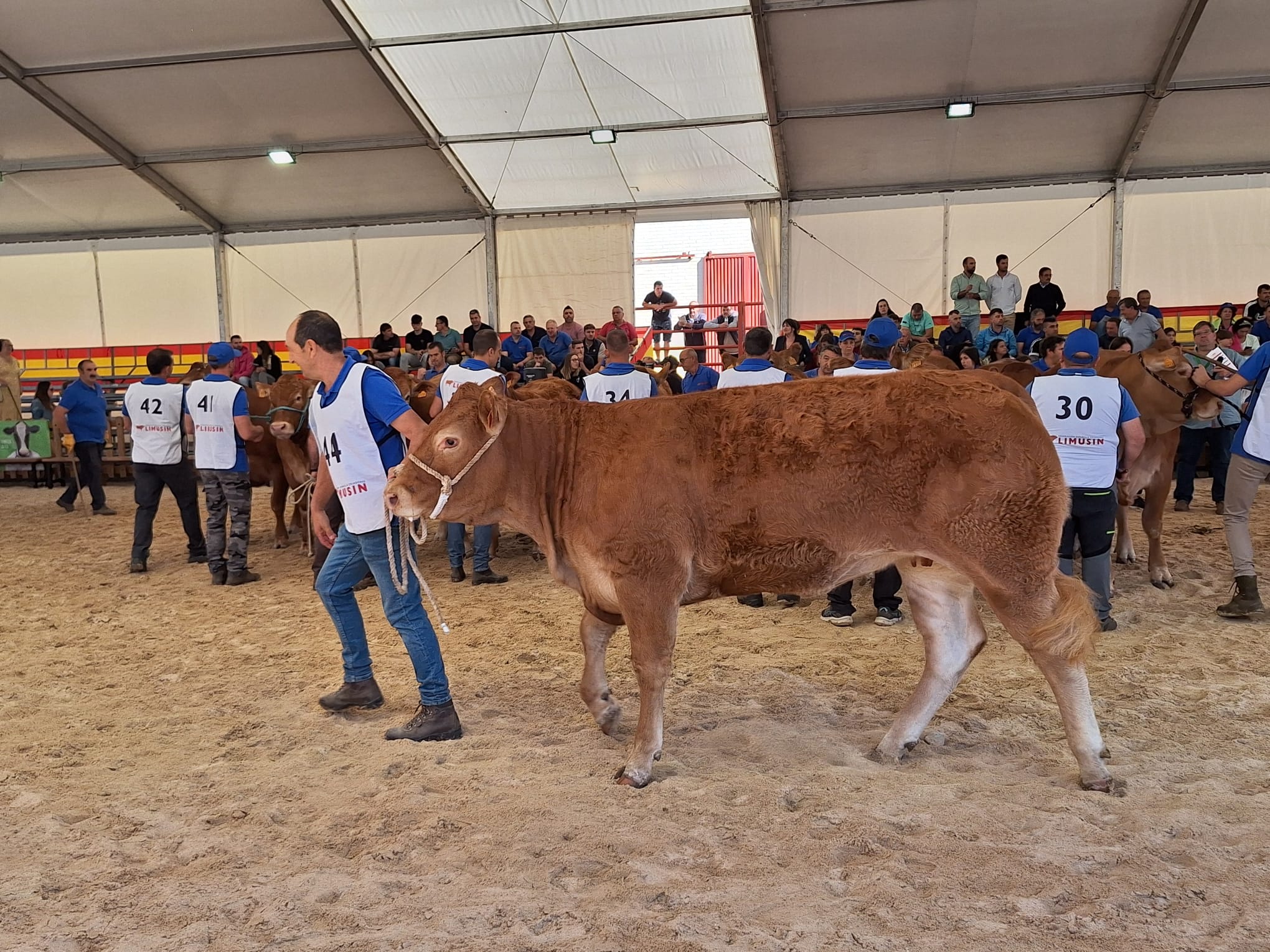  Concursos morfológicos charolés y limusín