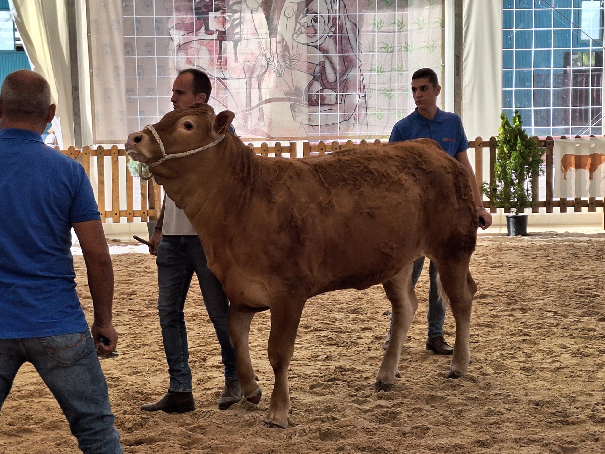  Concursos morfológicos charolés y limusín