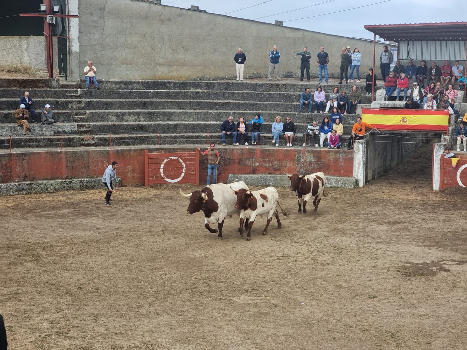 Encierro de cuatro novillos en Pereña 