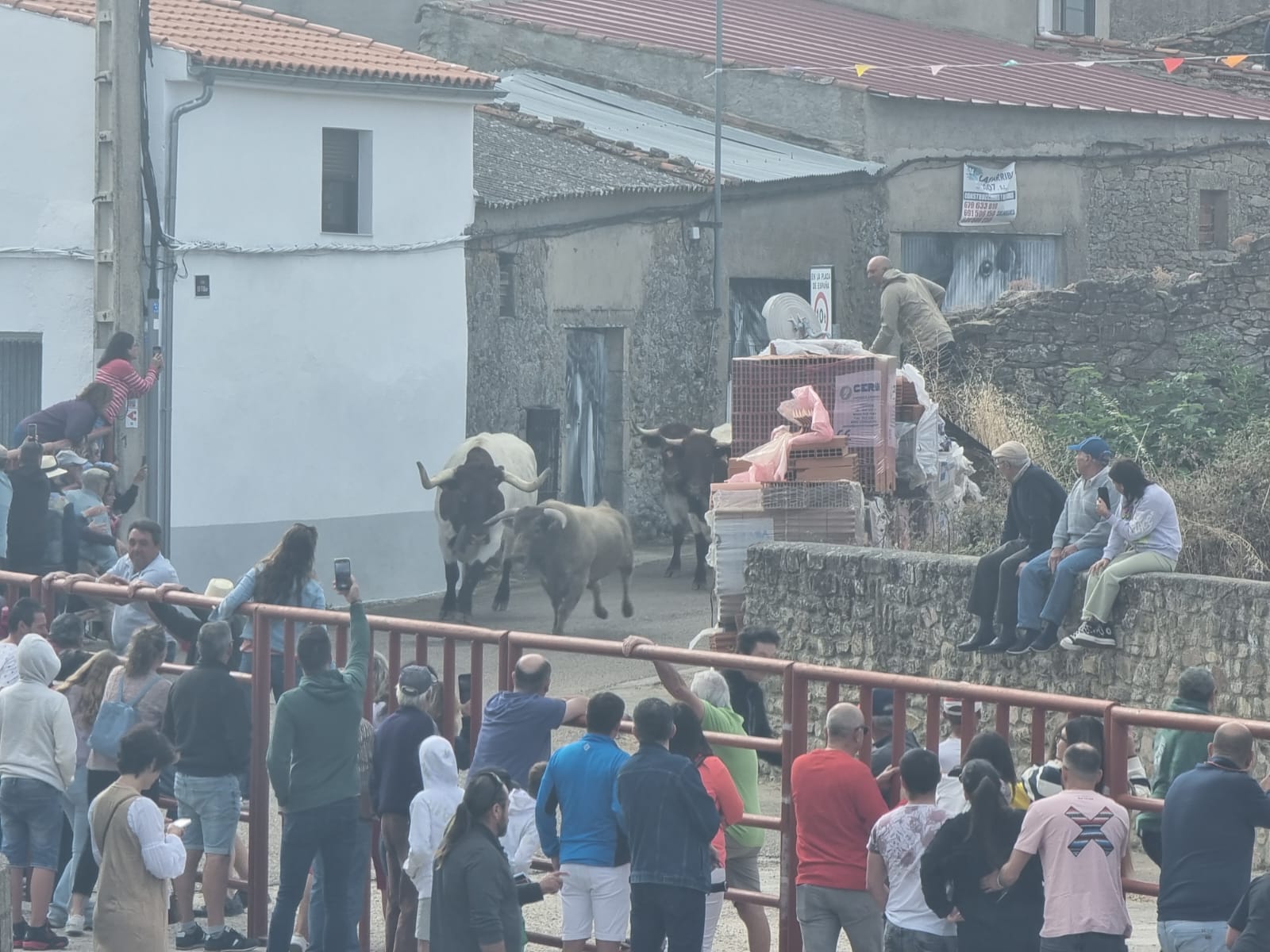 Encierro de cuatro novillos en Pereña 