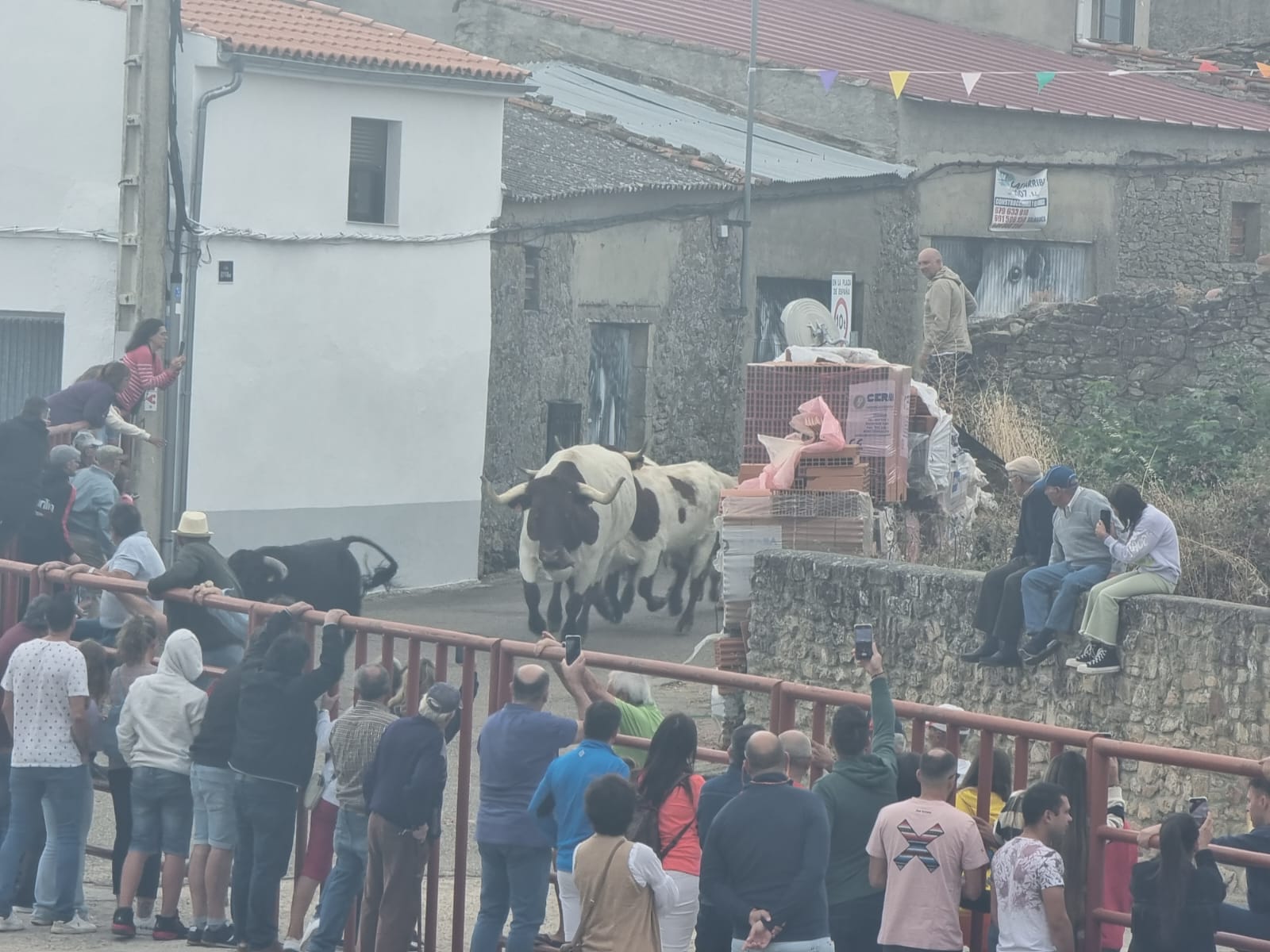 Encierro de cuatro novillos en Pereña 