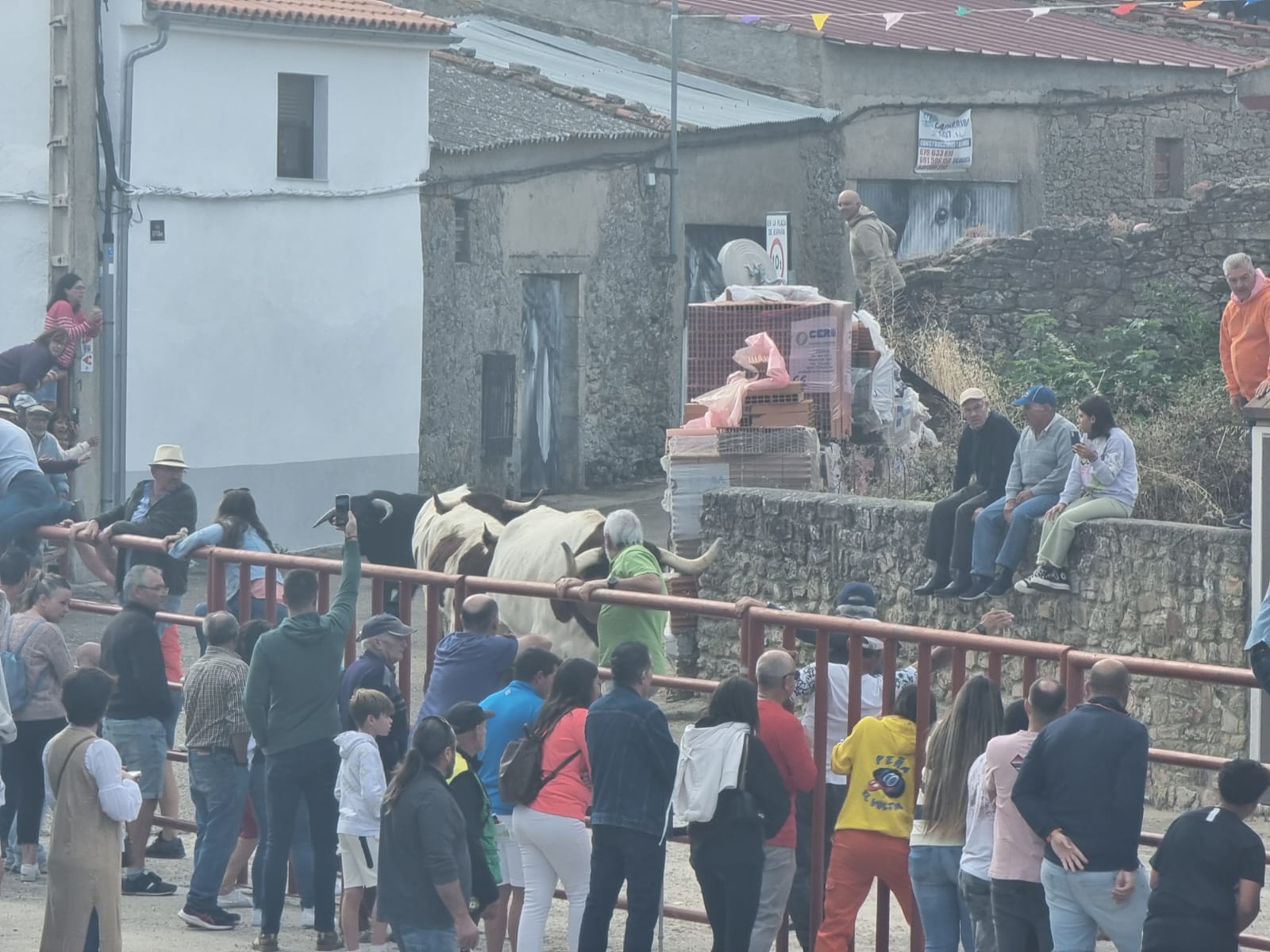 Encierro de cuatro novillos en Pereña 