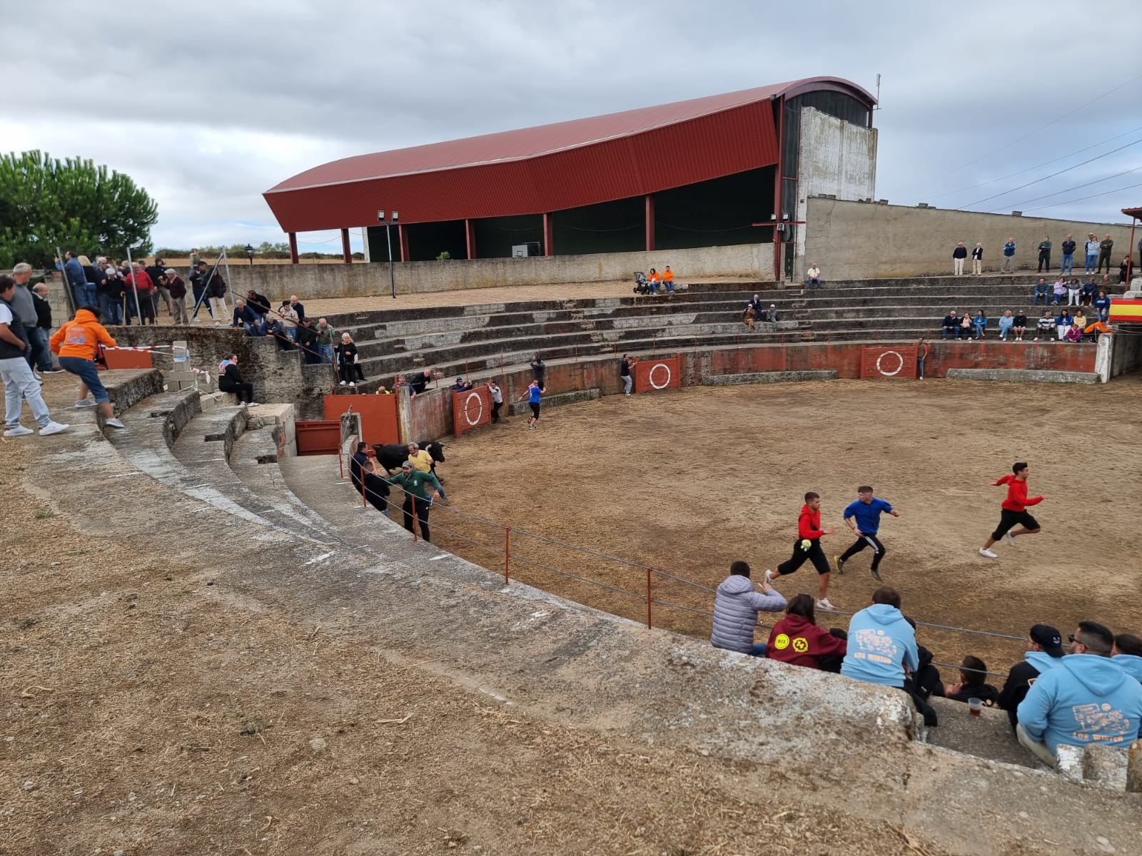 Encierro de cuatro novillos en Pereña 