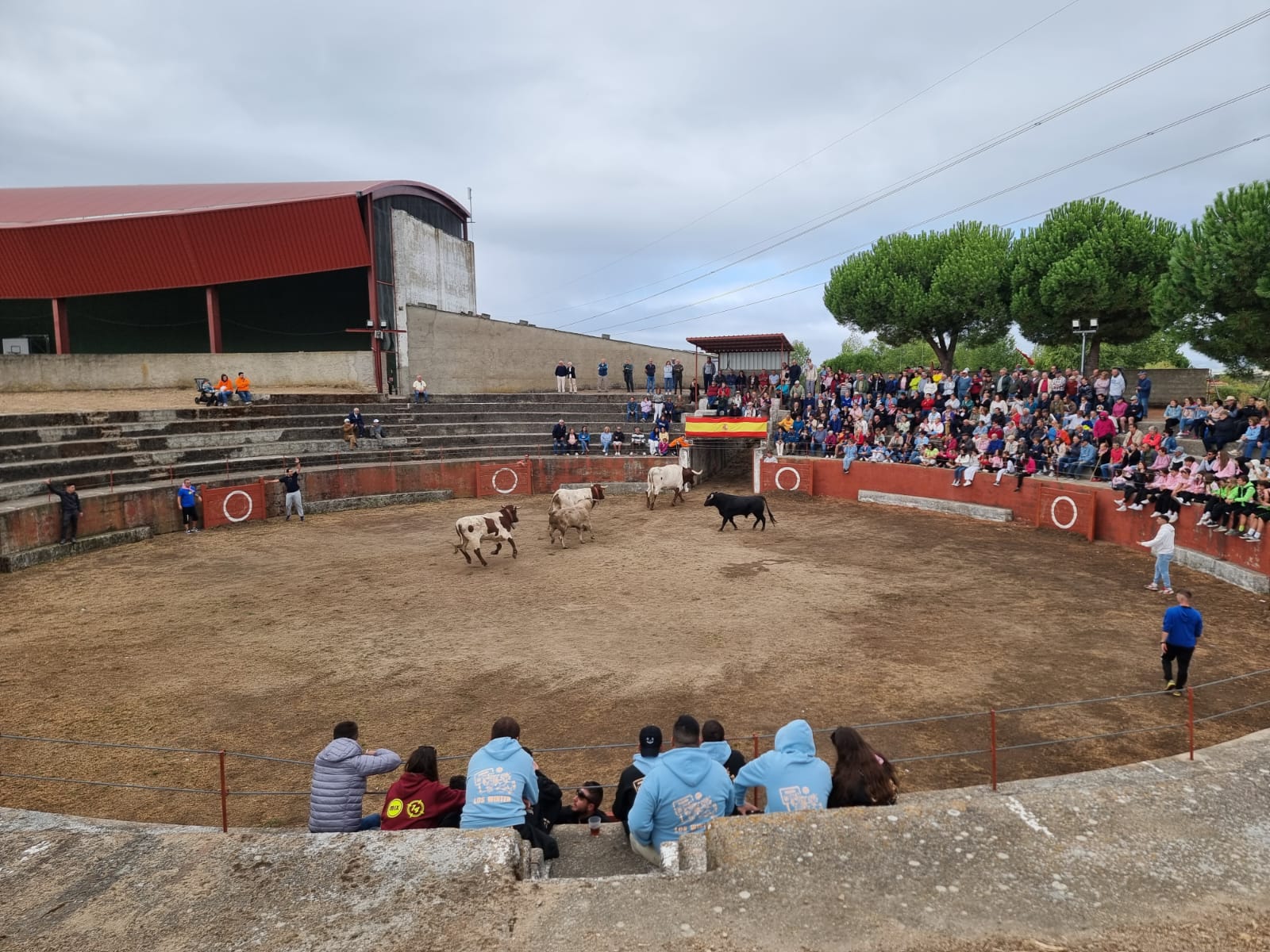 Encierro de cuatro novillos en Pereña 