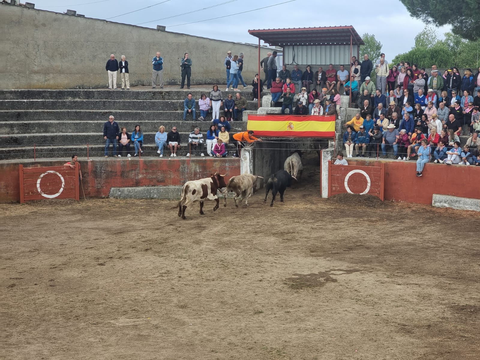 Encierro de cuatro novillos en Pereña 