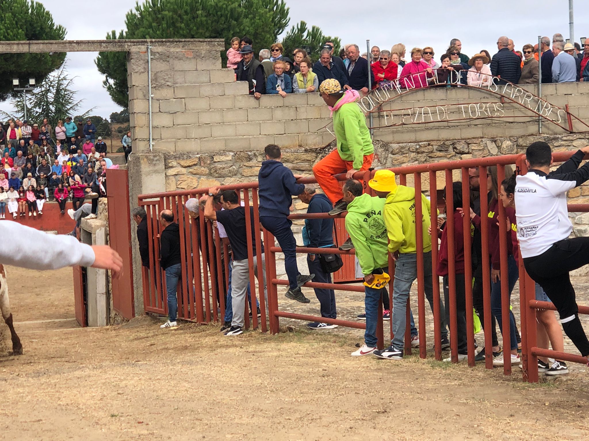 Encierro de cuatro novillos en Pereña 