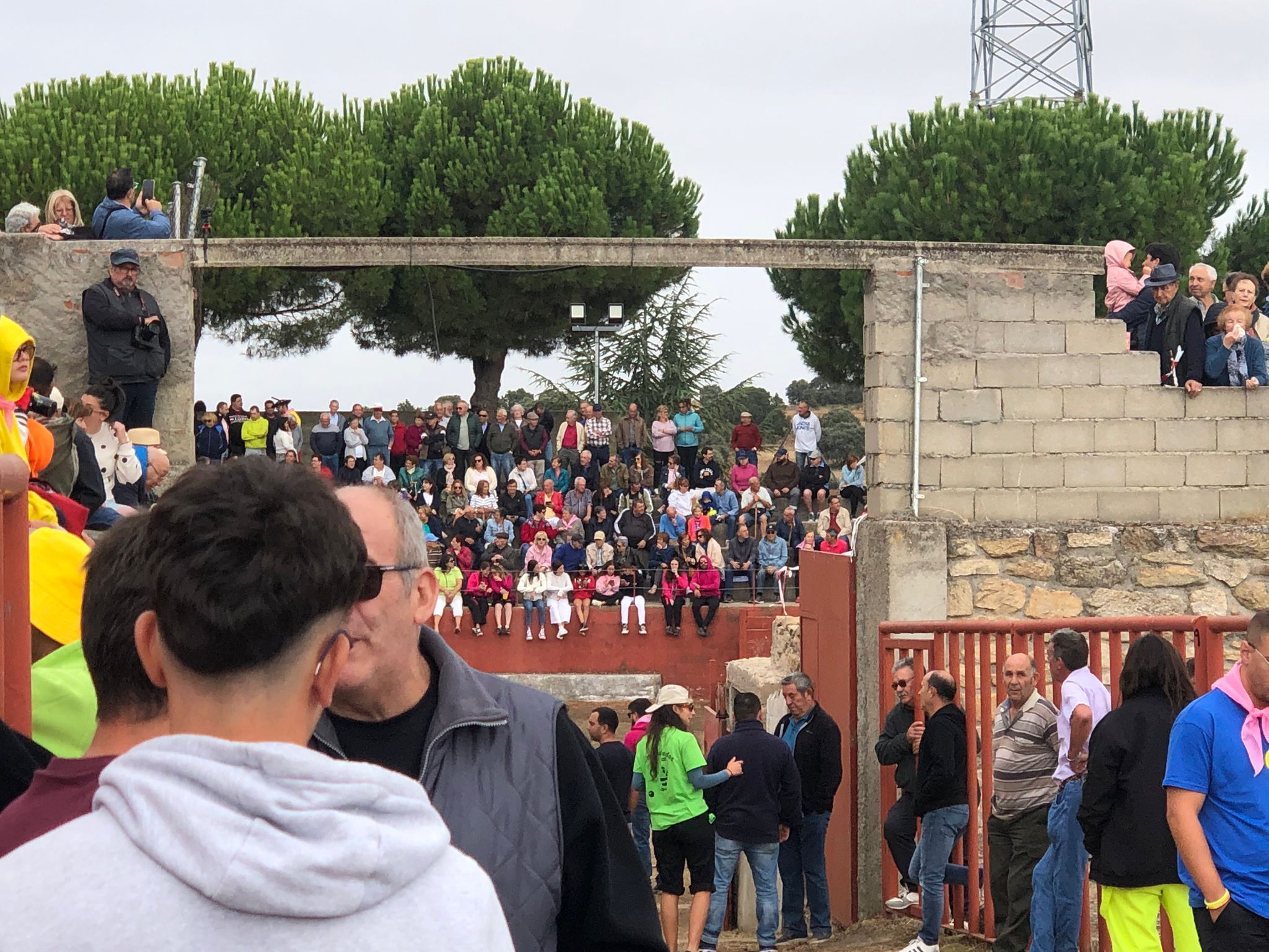 Encierro de cuatro novillos en Pereña 