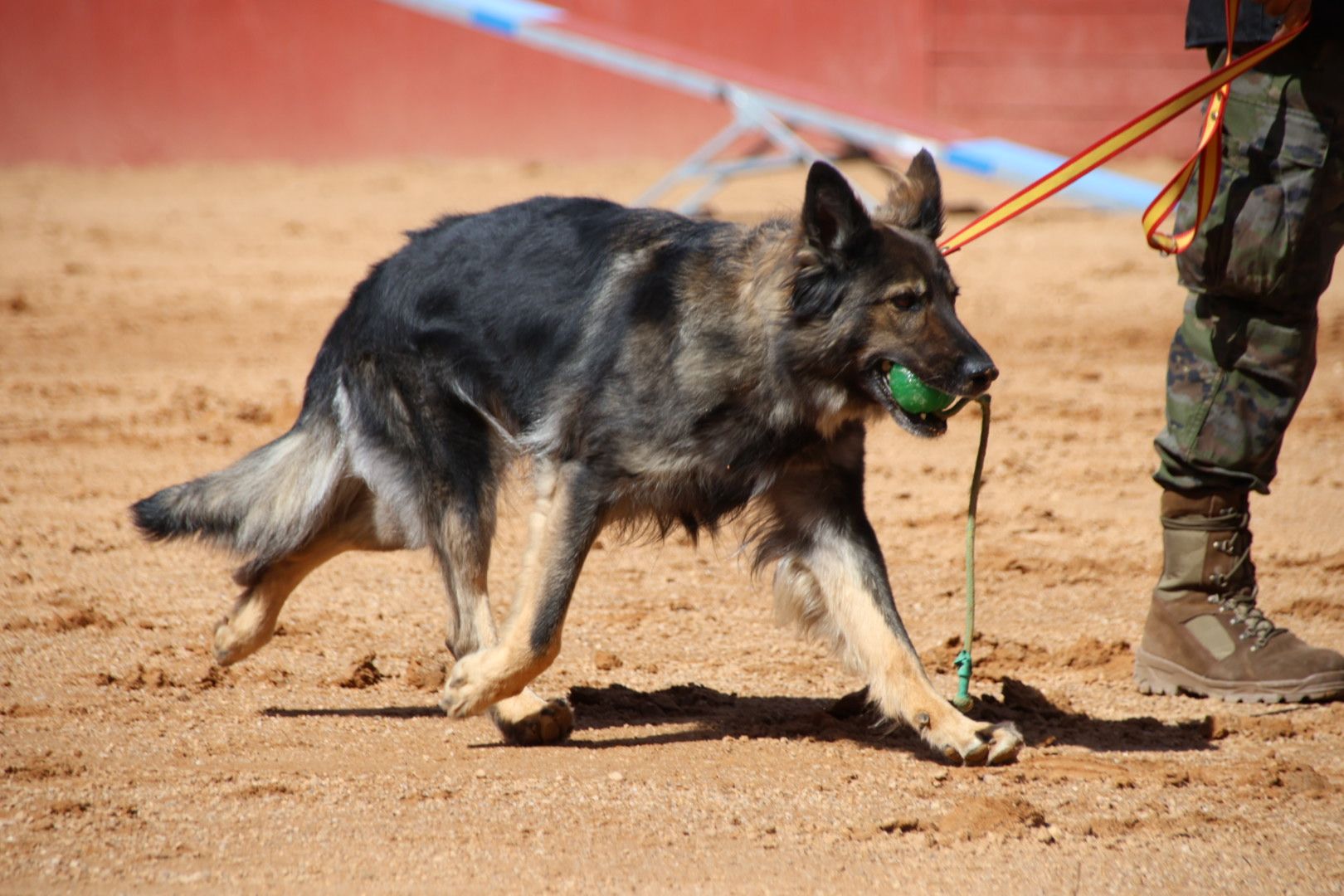 Exhibición unidad canina CMCC Avila y Exhibición razas equinas