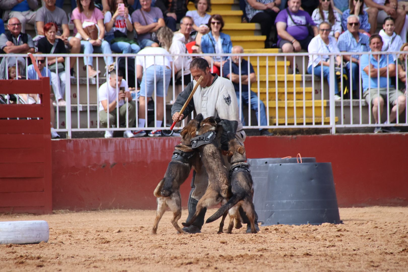 Exhibición unidad canina CMCC Avila y Exhibición razas equinas