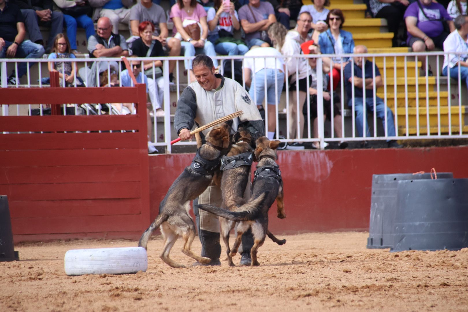 Exhibición unidad canina CMCC Avila y Exhibición razas equinas