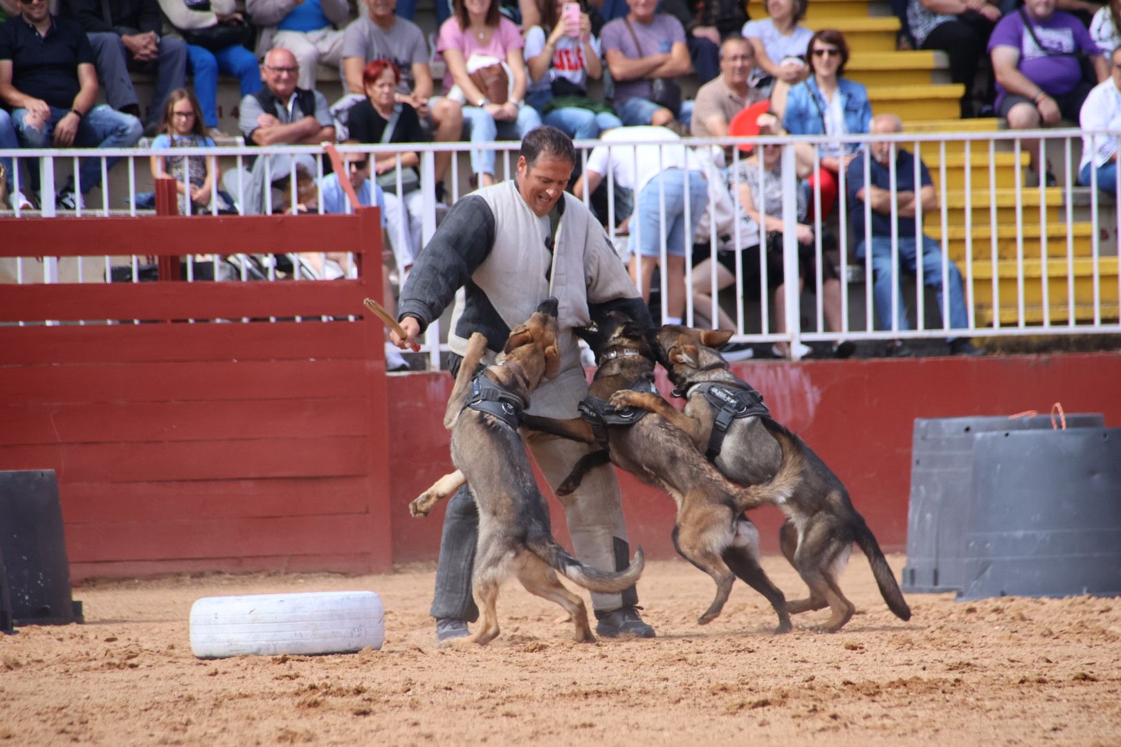 Exhibición unidad canina CMCC Avila y Exhibición razas equinas