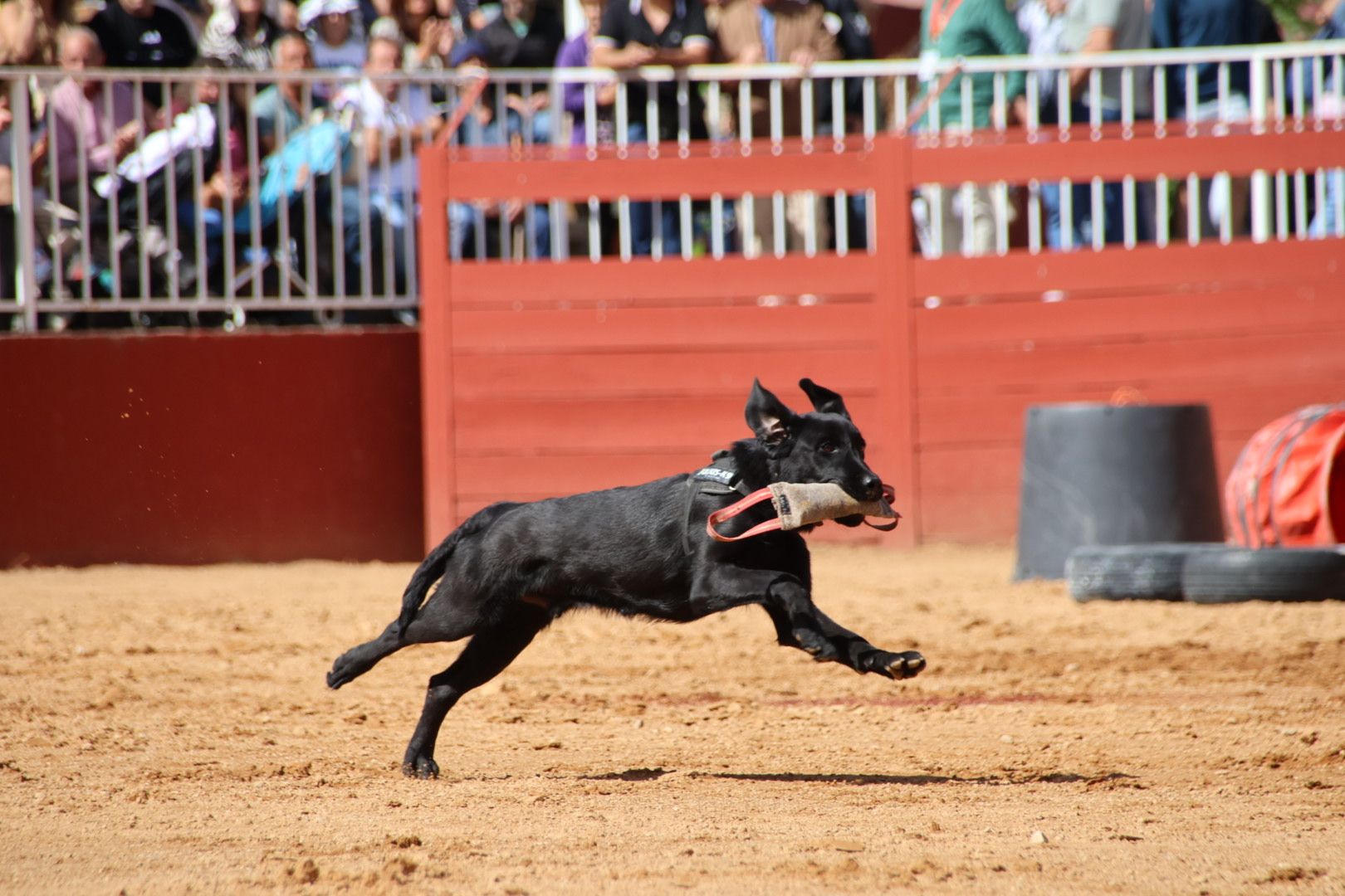 Exhibición unidad canina CMCC Avila y Exhibición razas equinas