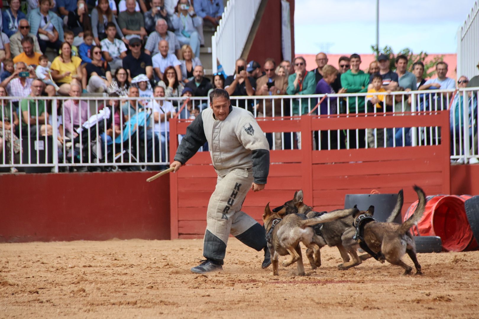 Exhibición unidad canina CMCC Avila y Exhibición razas equinas