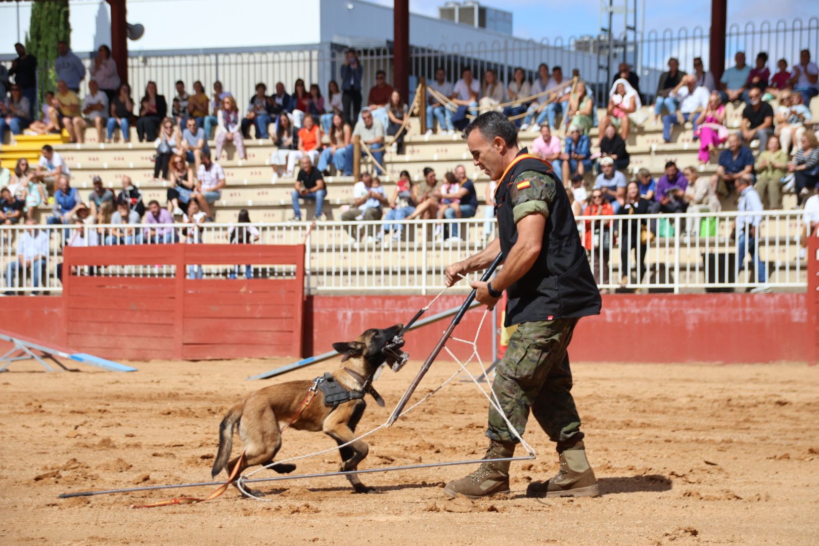 Exhibición unidad canina CMCC Avila y Exhibición razas equinas