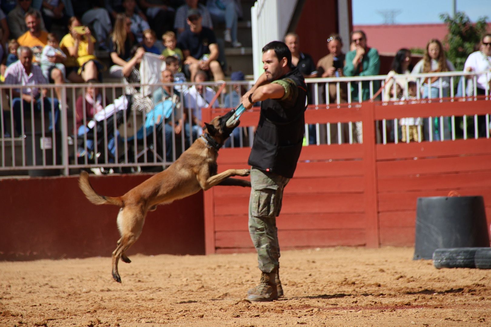 Exhibición unidad canina CMCC Avila y Exhibición razas equinas