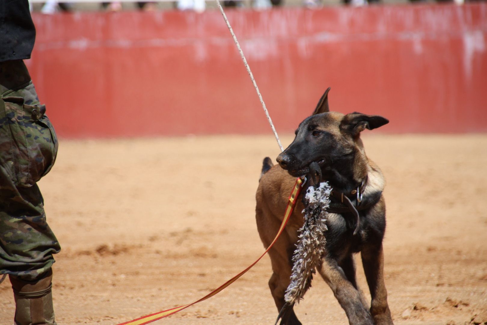 Exhibición unidad canina CMCC Avila y Exhibición razas equinas