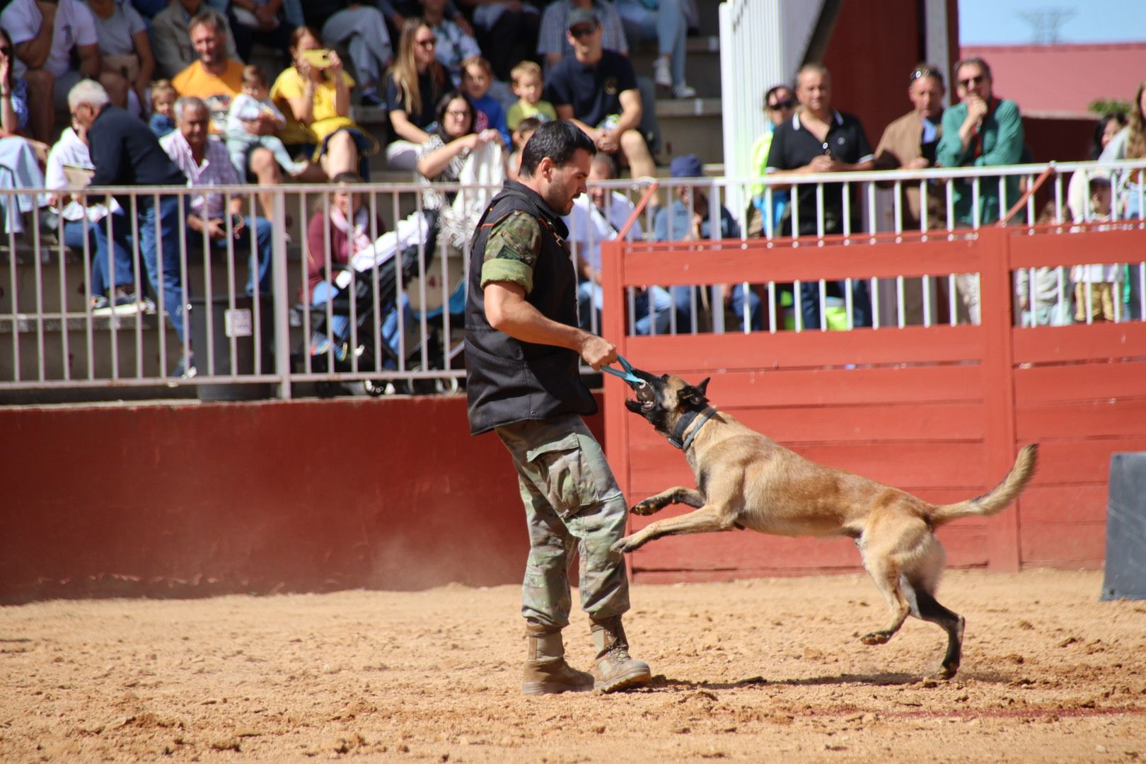 Exhibición unidad canina CMCC Avila y Exhibición razas equinas