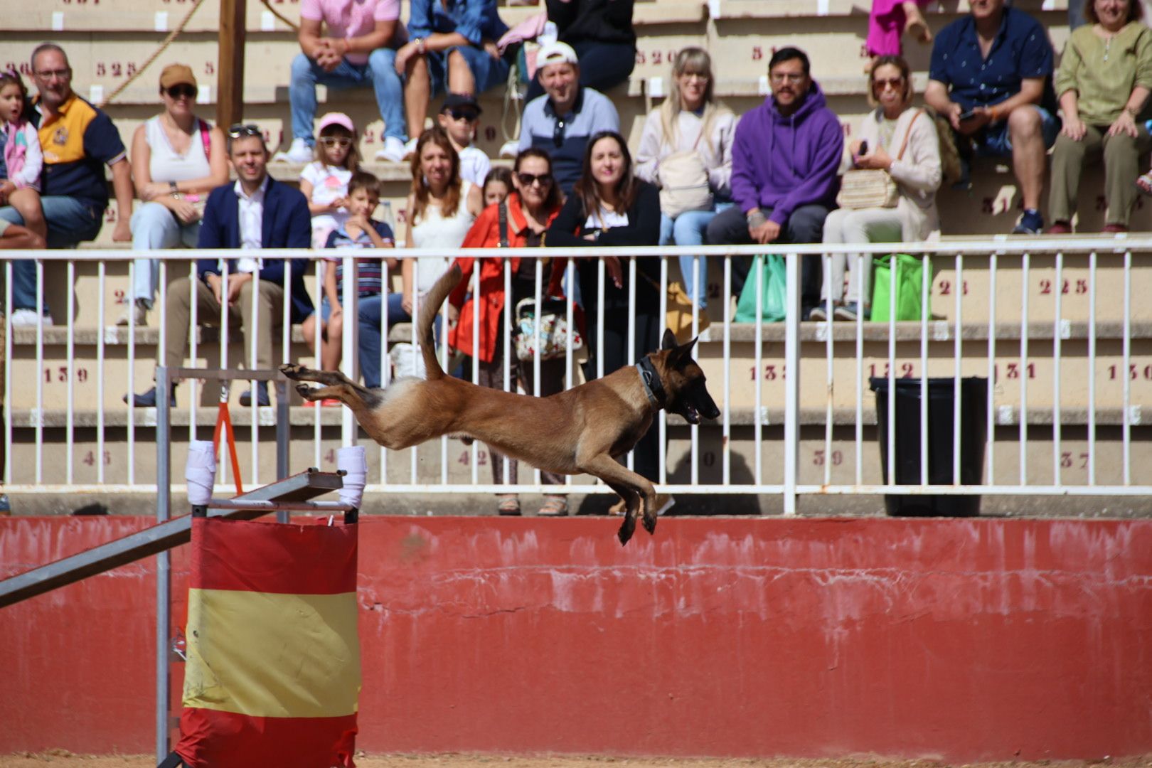 Exhibición unidad canina CMCC Avila y Exhibición razas equinas