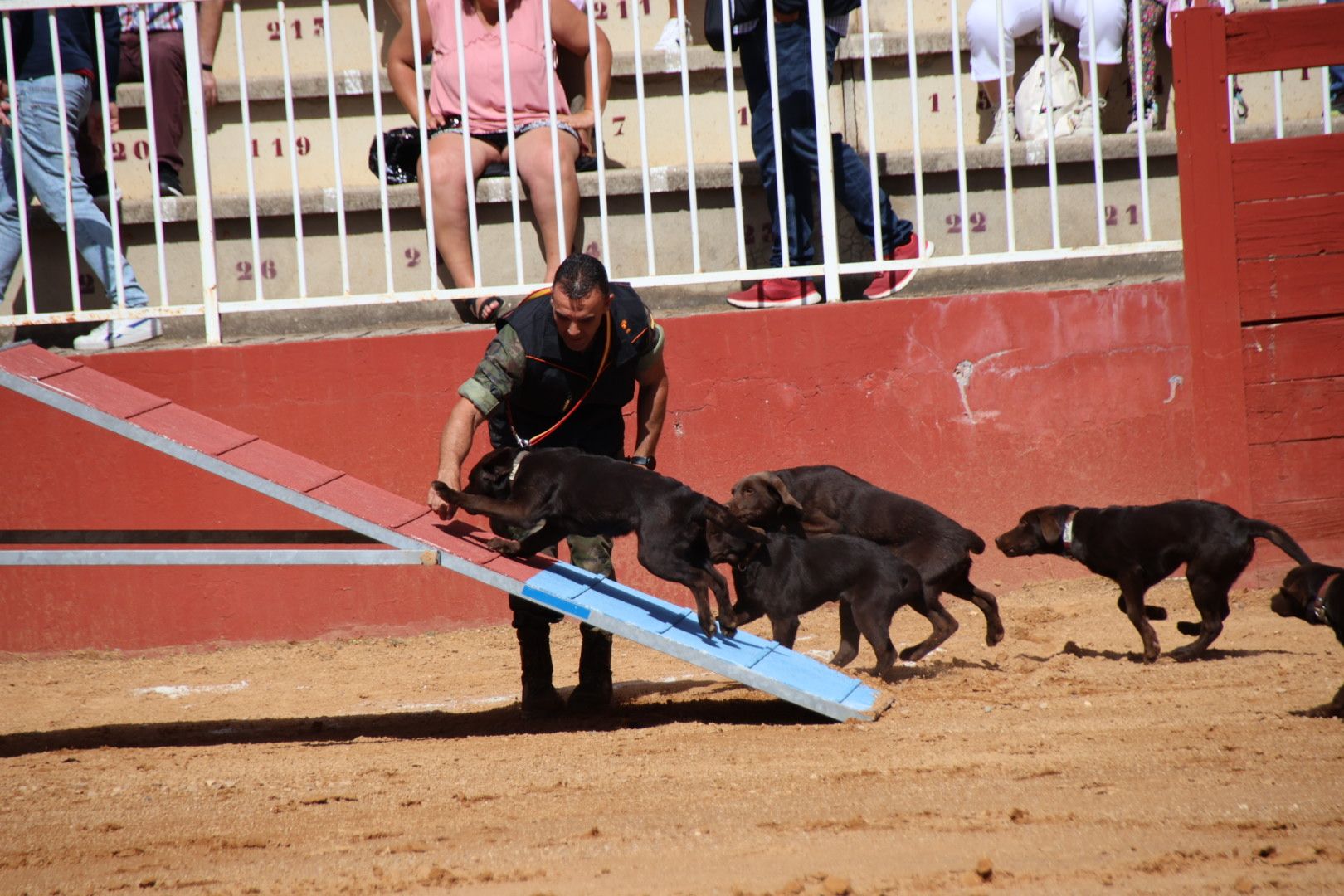 Exhibición unidad canina CMCC Avila y Exhibición razas equinas