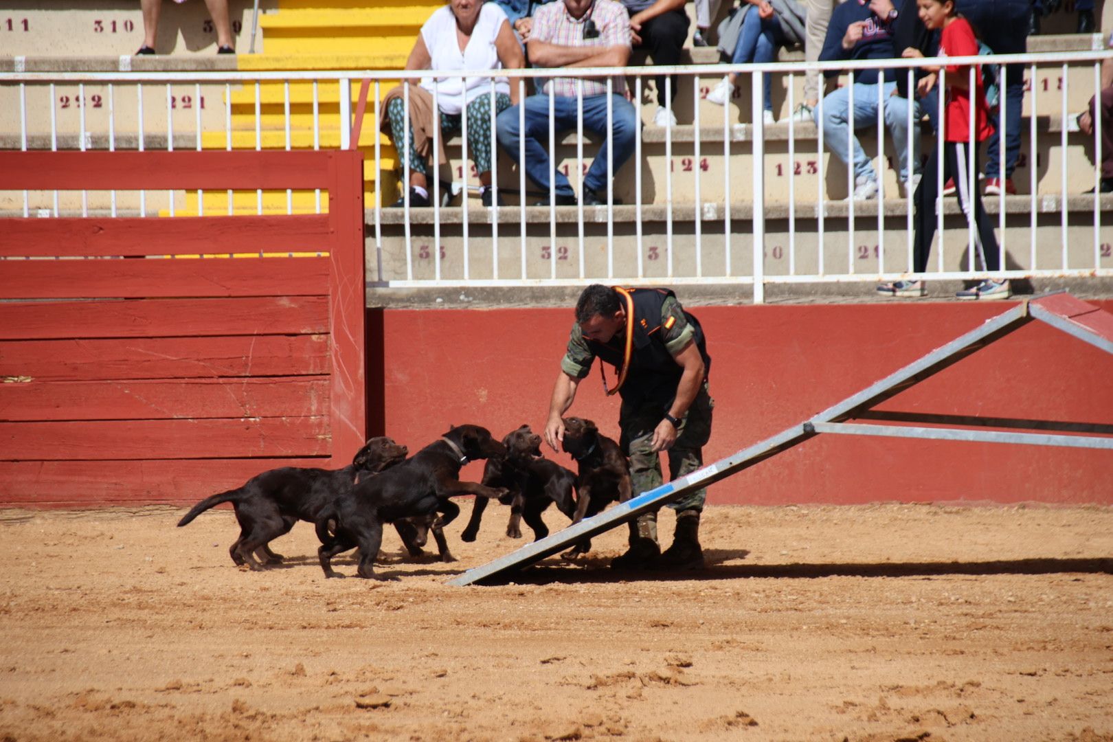 Exhibición unidad canina CMCC Avila y Exhibición razas equinas