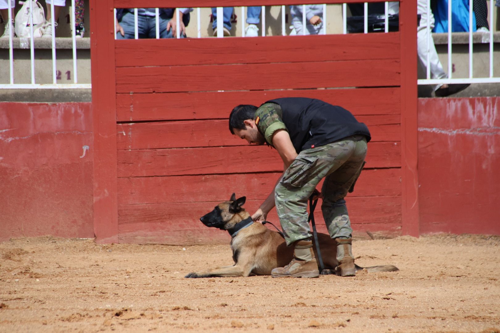 Exhibición unidad canina CMCC Avila y Exhibición razas equinas