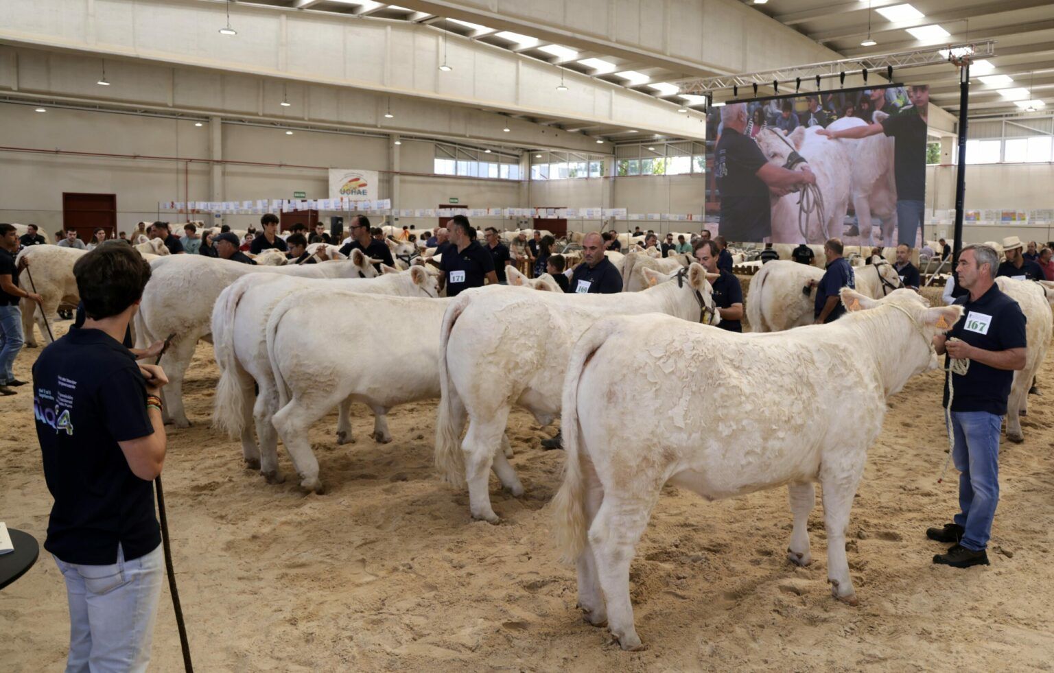 XXXV Concurso Nacional de Ganado Vacuno de la Raza Charolesa