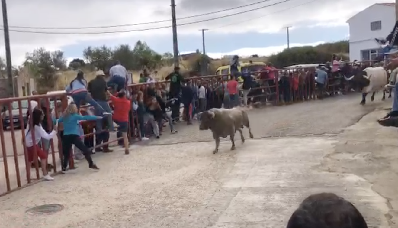 Pereña disfruta del encierro matinal por sus fiestas