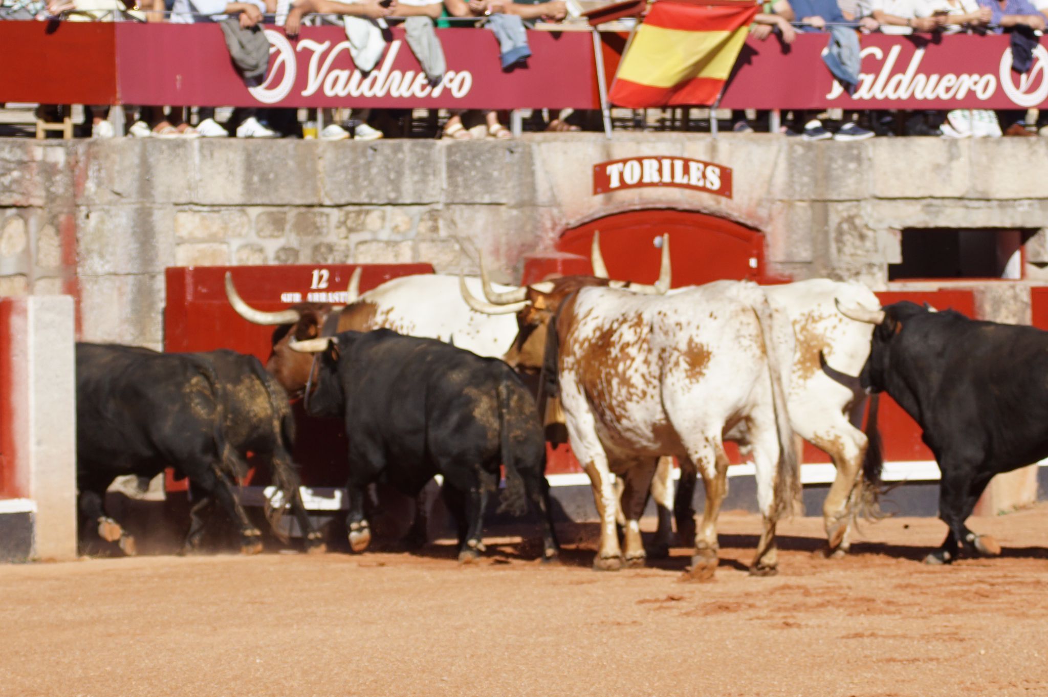 Desenjaule de la Feria Taurina de Salamanca 2024