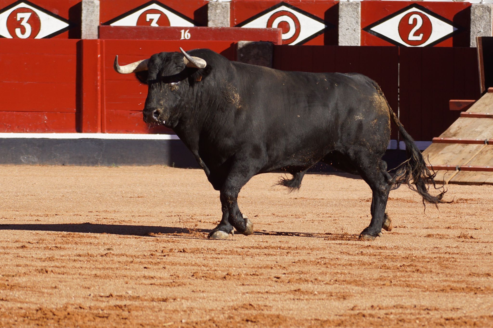 Desenjaule de la Feria Taurina de Salamanca 2024