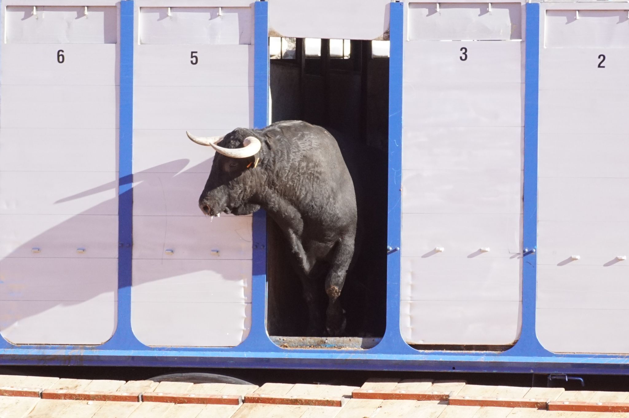 Desenjaule de la Feria Taurina de Salamanca 2024