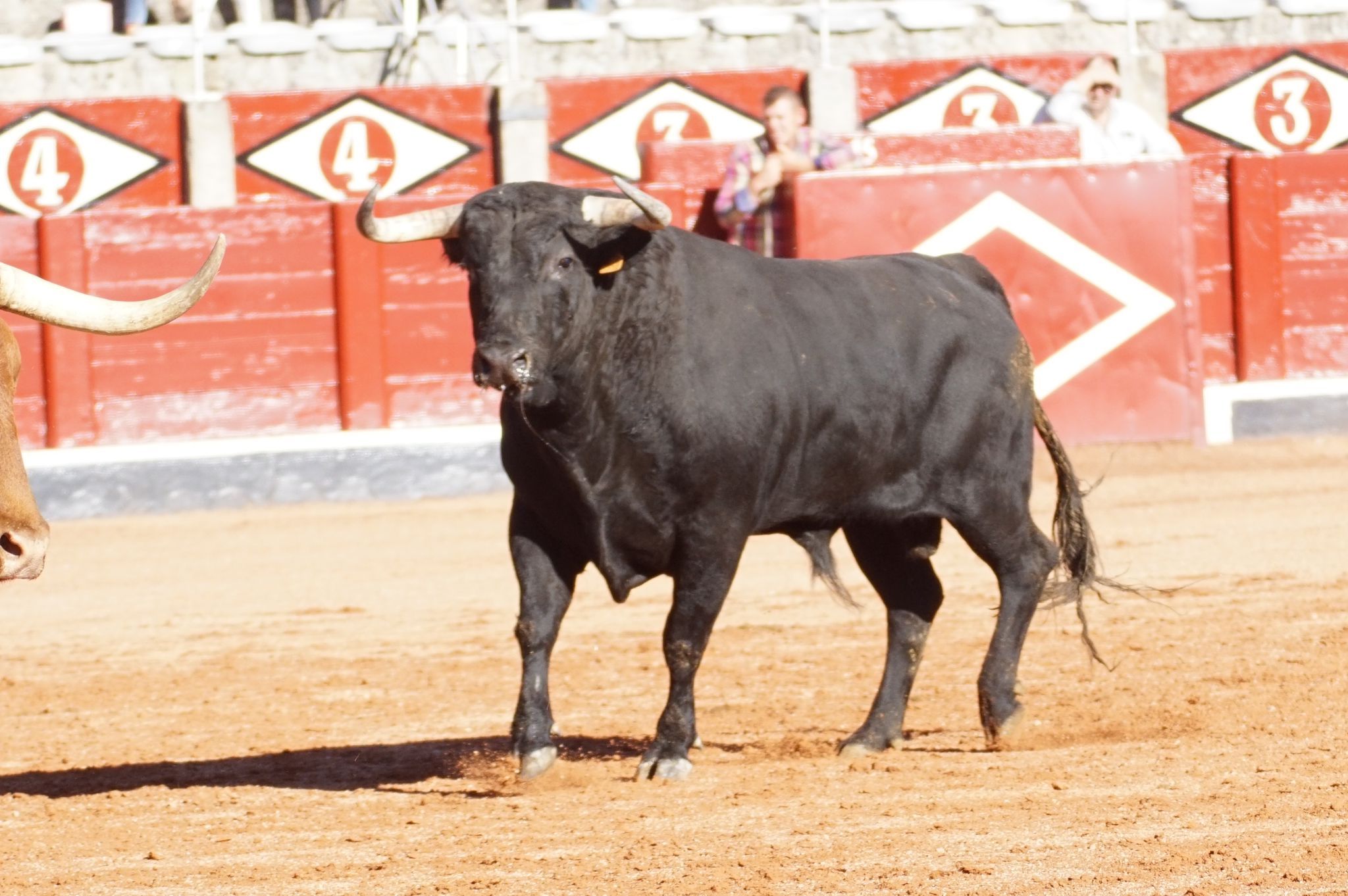 Desenjaule de la Feria Taurina de Salamanca 2024