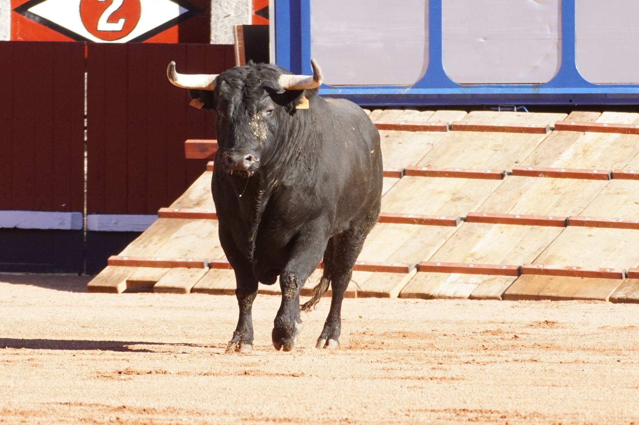 Desenjaule de la Feria Taurina de Salamanca 2024