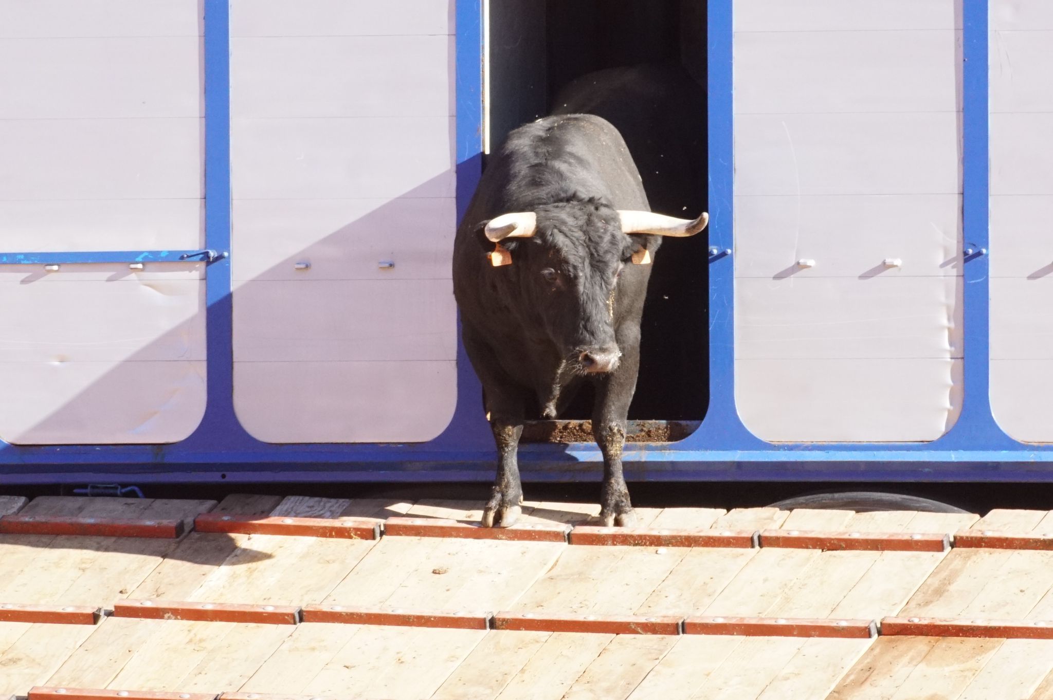 Desenjaule de la Feria Taurina de Salamanca 2024