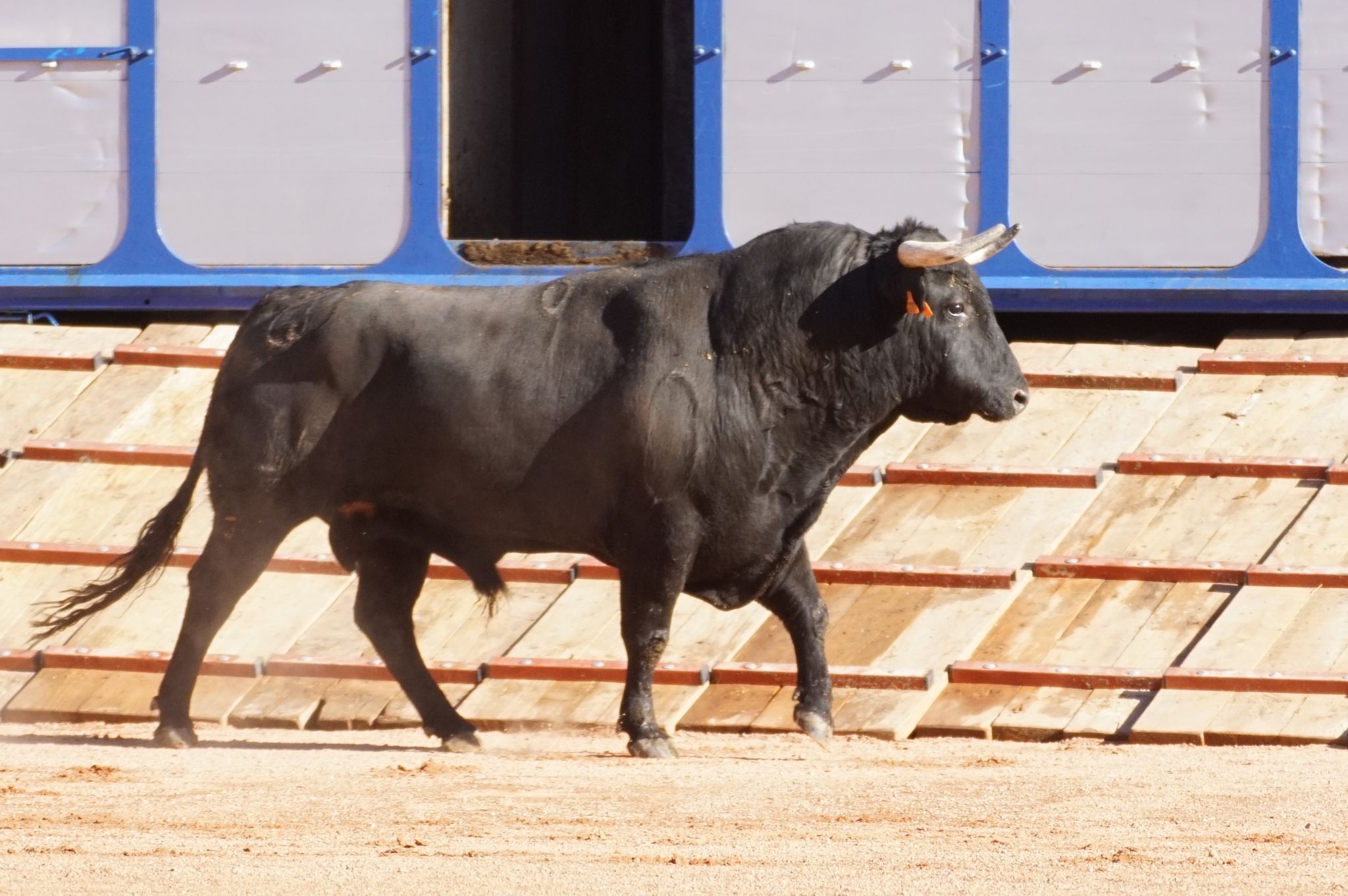 Desenjaule de la Feria Taurina de Salamanca 2024