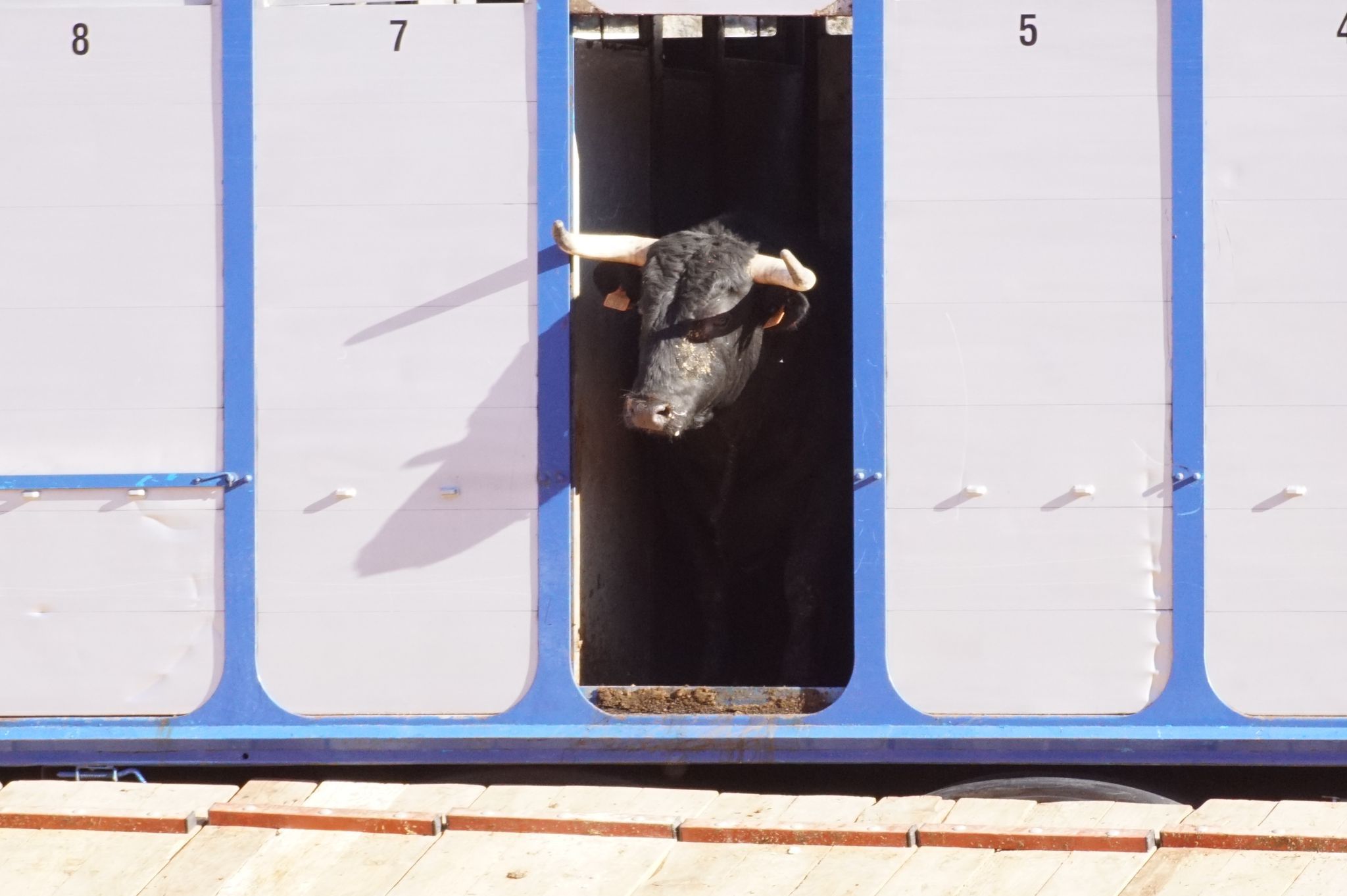 Desenjaule de la Feria Taurina de Salamanca 2024