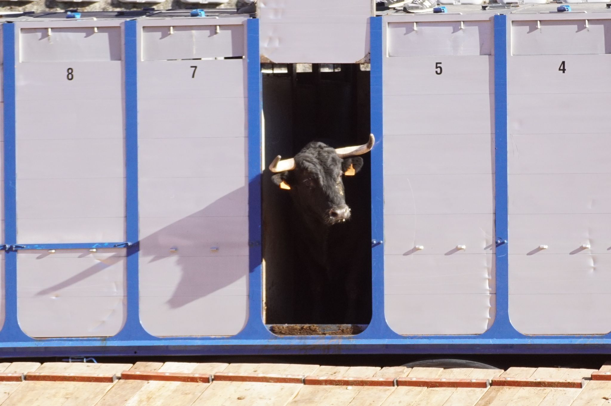 Desenjaule de la Feria Taurina de Salamanca 2024