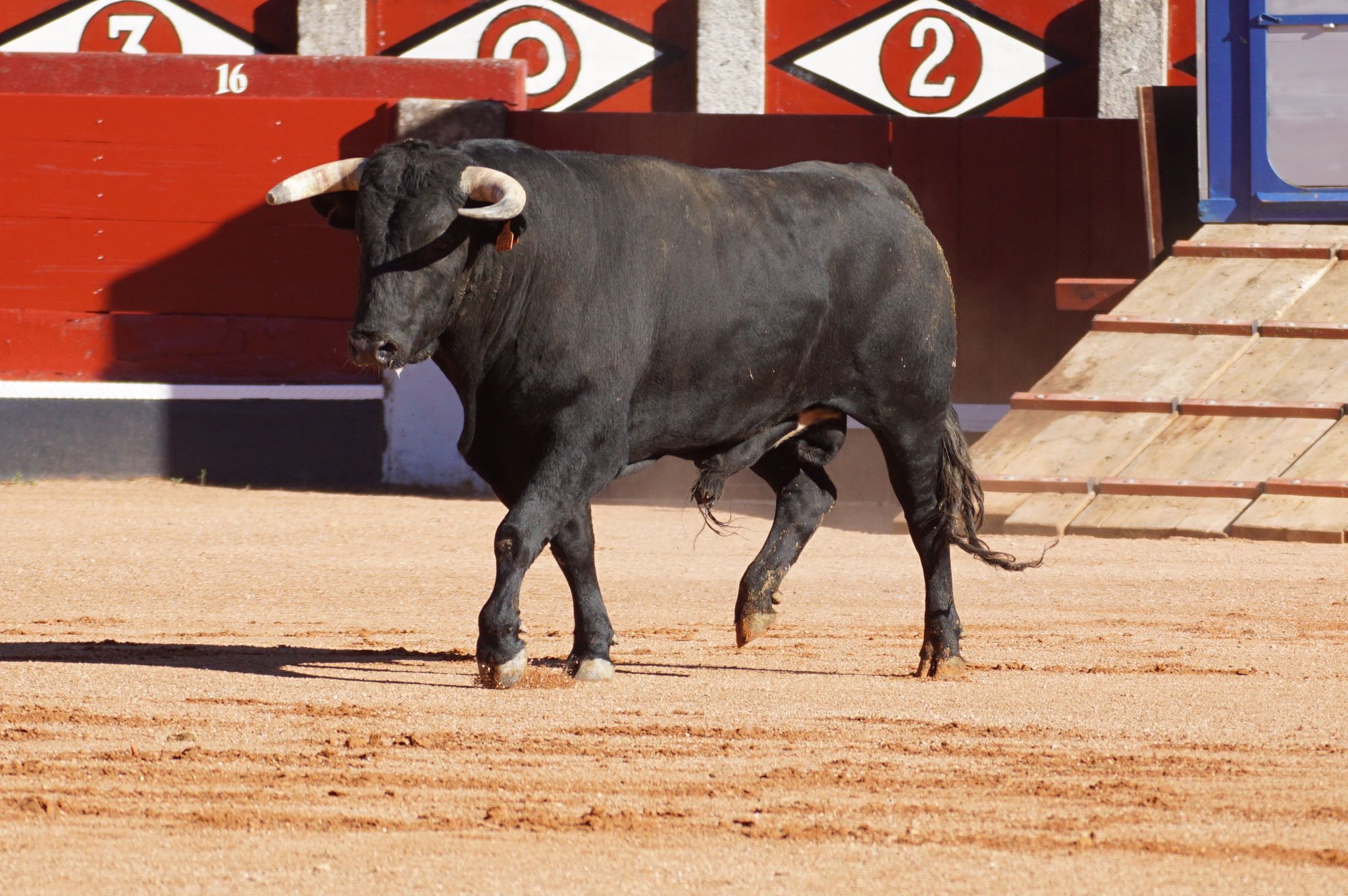 Desenjaule de la Feria Taurina de Salamanca 2024