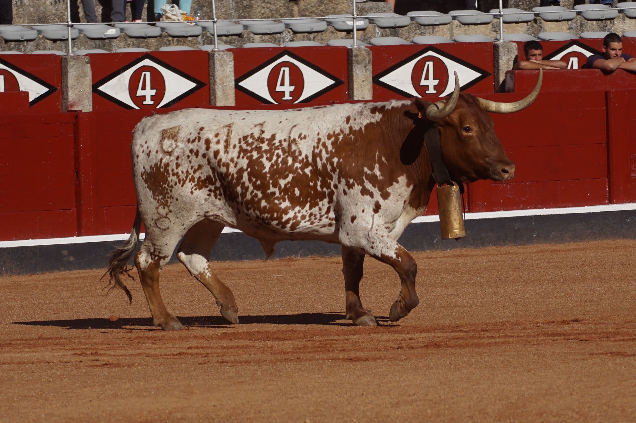 Desenjaule de la Feria Taurina de Salamanca 2024