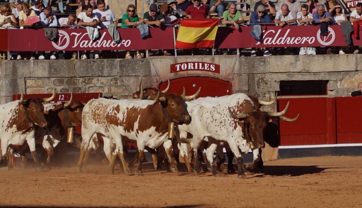 Desenjaule de la Feria Taurina de Salamanca 2024