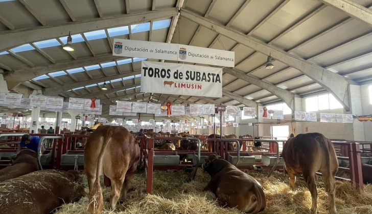 Toros limusin a subasta. Foto Salamaq